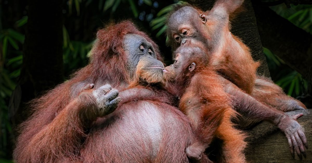 Odisha Probes Possible Smuggling After Baby Orangutans Found in Forest