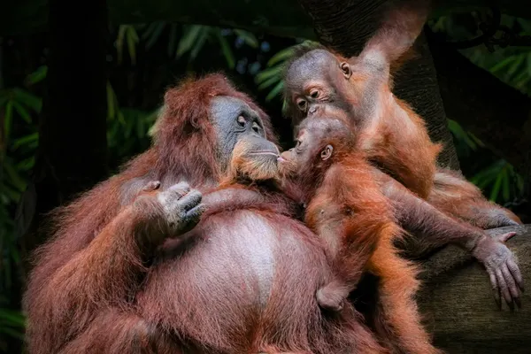 Orang-outan et son petit à Semenggoh