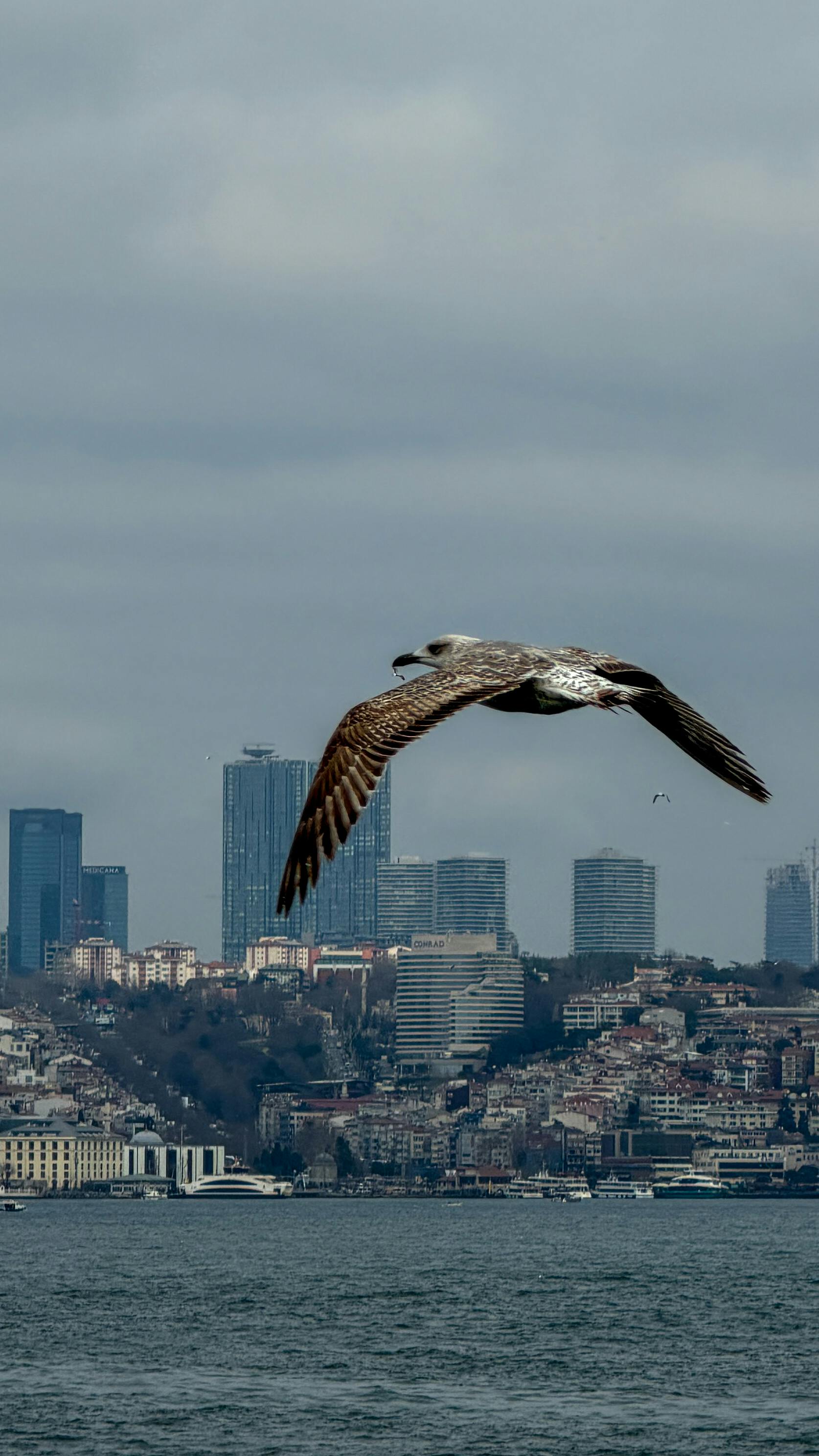 grátis Uma gaivota plana graciosamente acima do horizonte da cidade, exibindo o contraste urbano com a natureza. Foto profissional