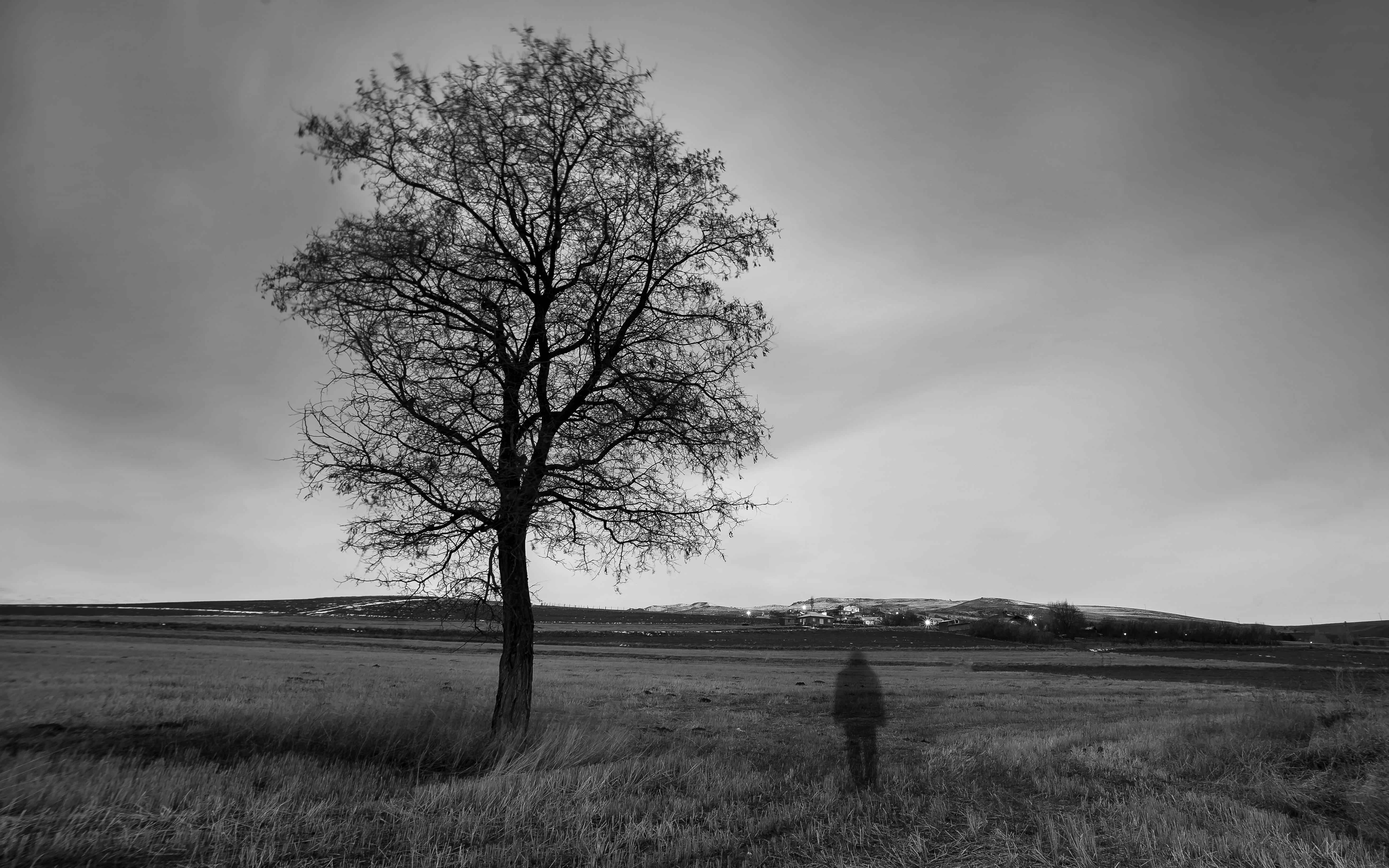 grátis Fotografia em preto e branco de uma pessoa em pé perto de uma árvore em uma vasta paisagem. Foto profissional