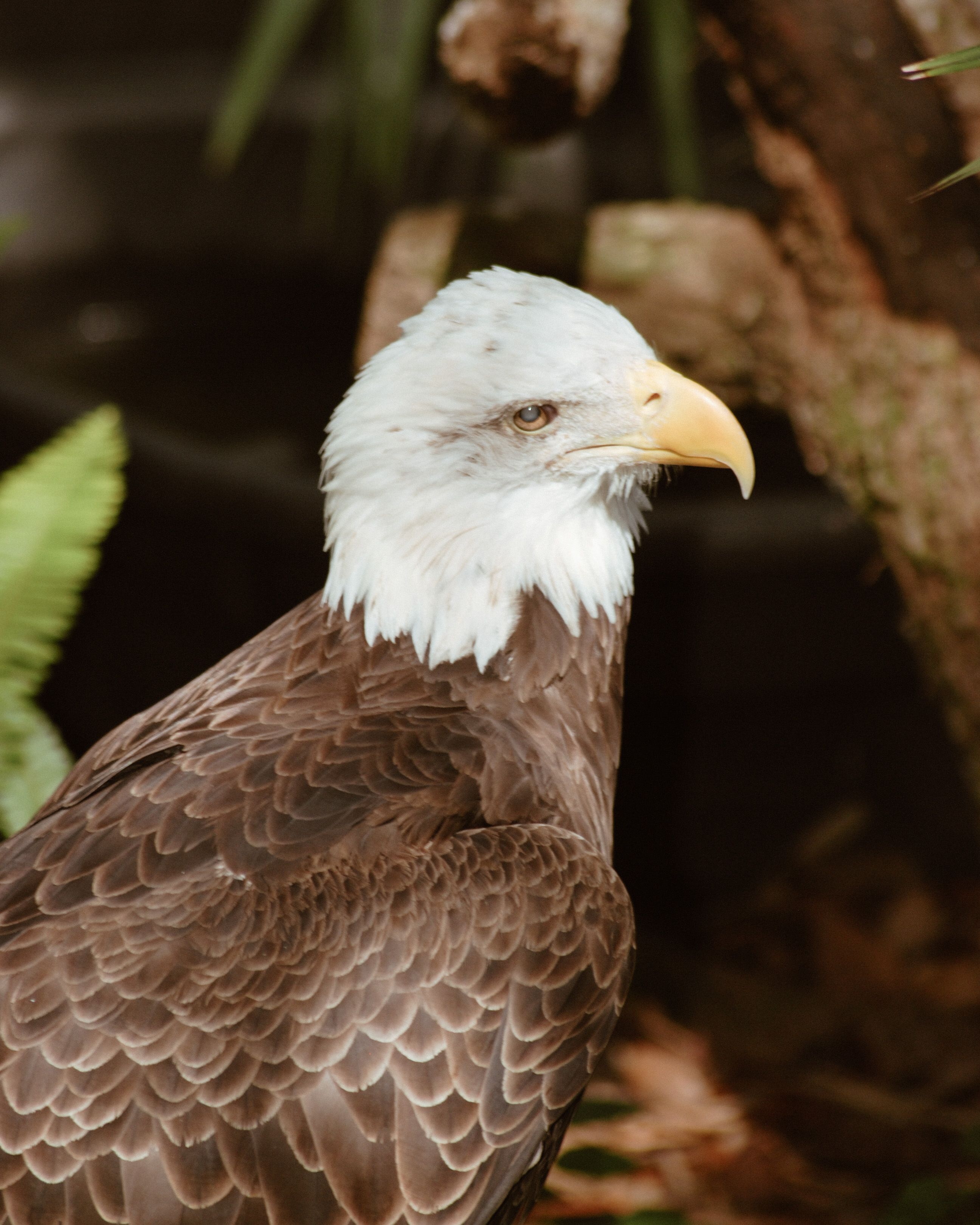 Majestic Bald Eagle in Natural Habitat · Free Stock Photo
