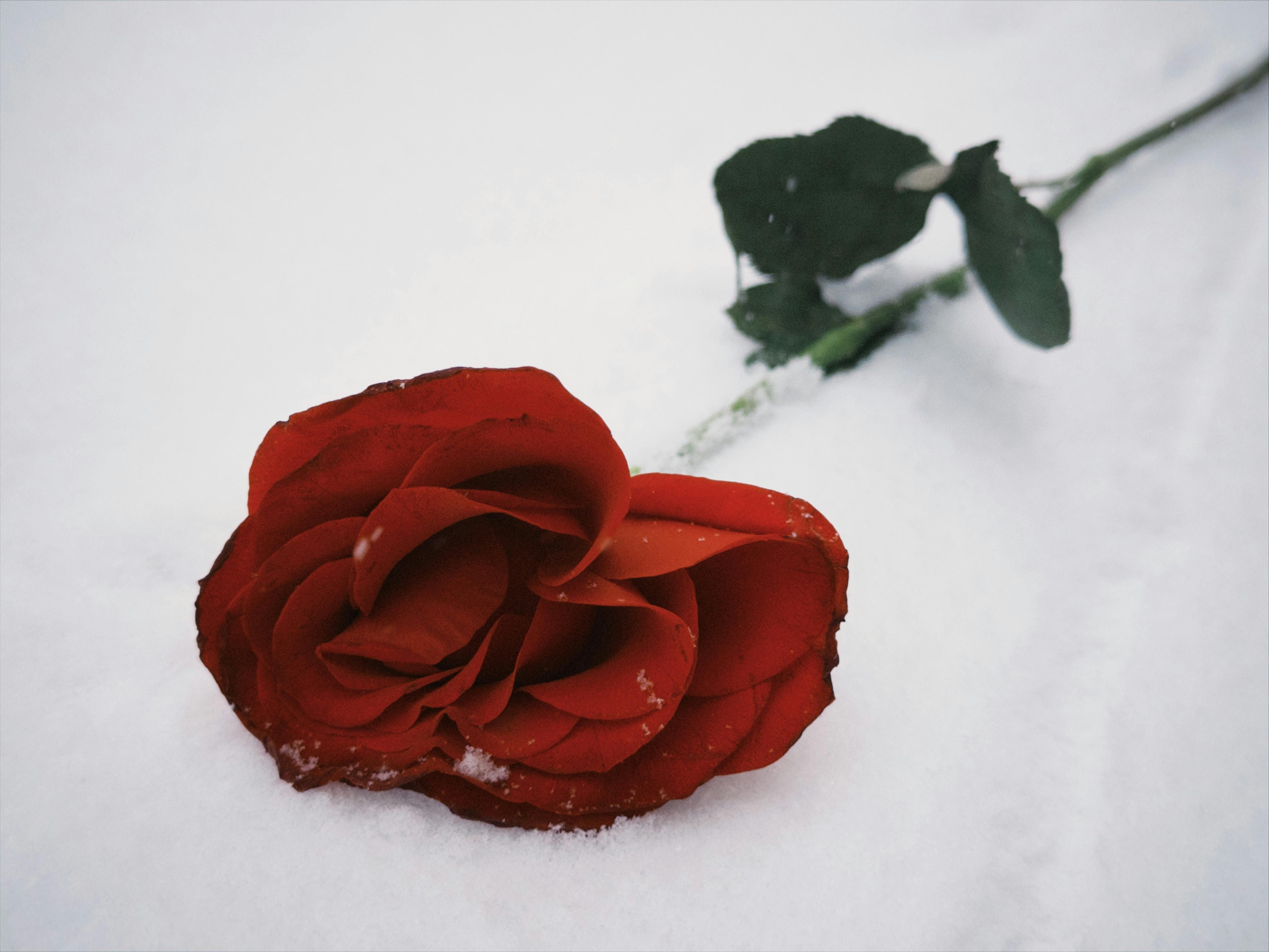 Gratis Immagine gratuita di amore, avvicinamento, bellezza Foto a disposizione