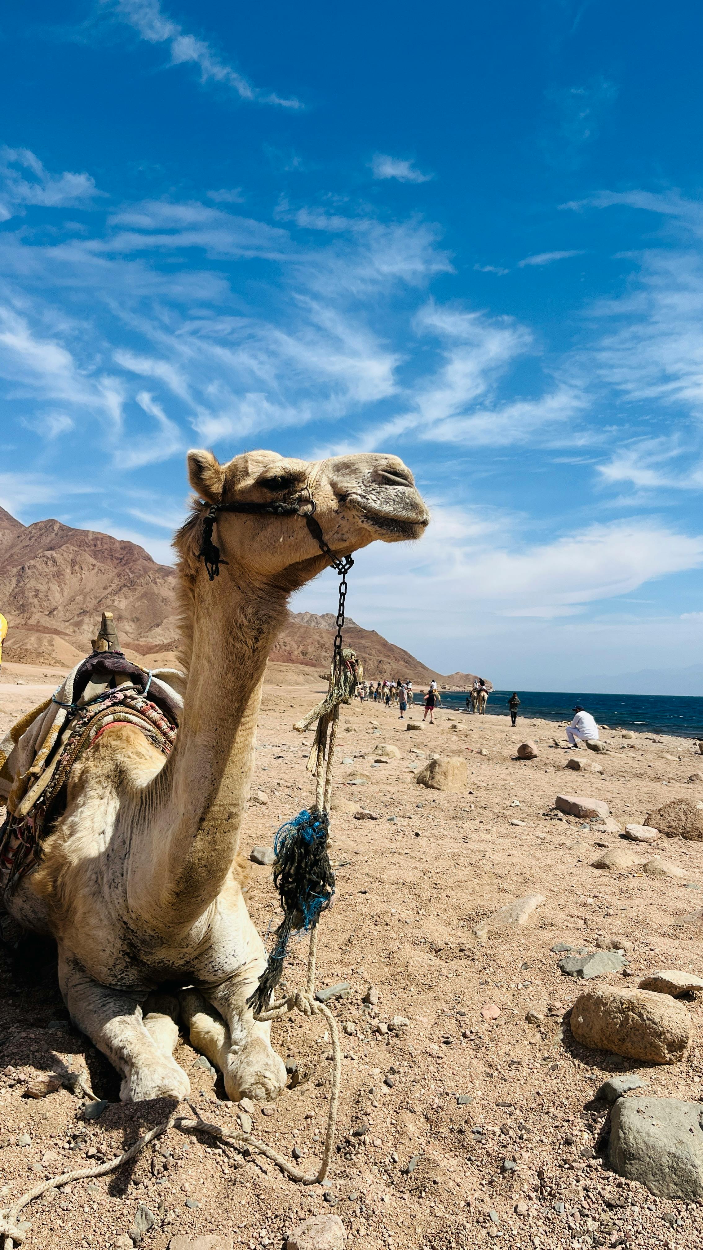 Gratis Un cammello riposa su un deserto roccioso vicino al mare sotto un cielo di un blu intenso. Foto a disposizione