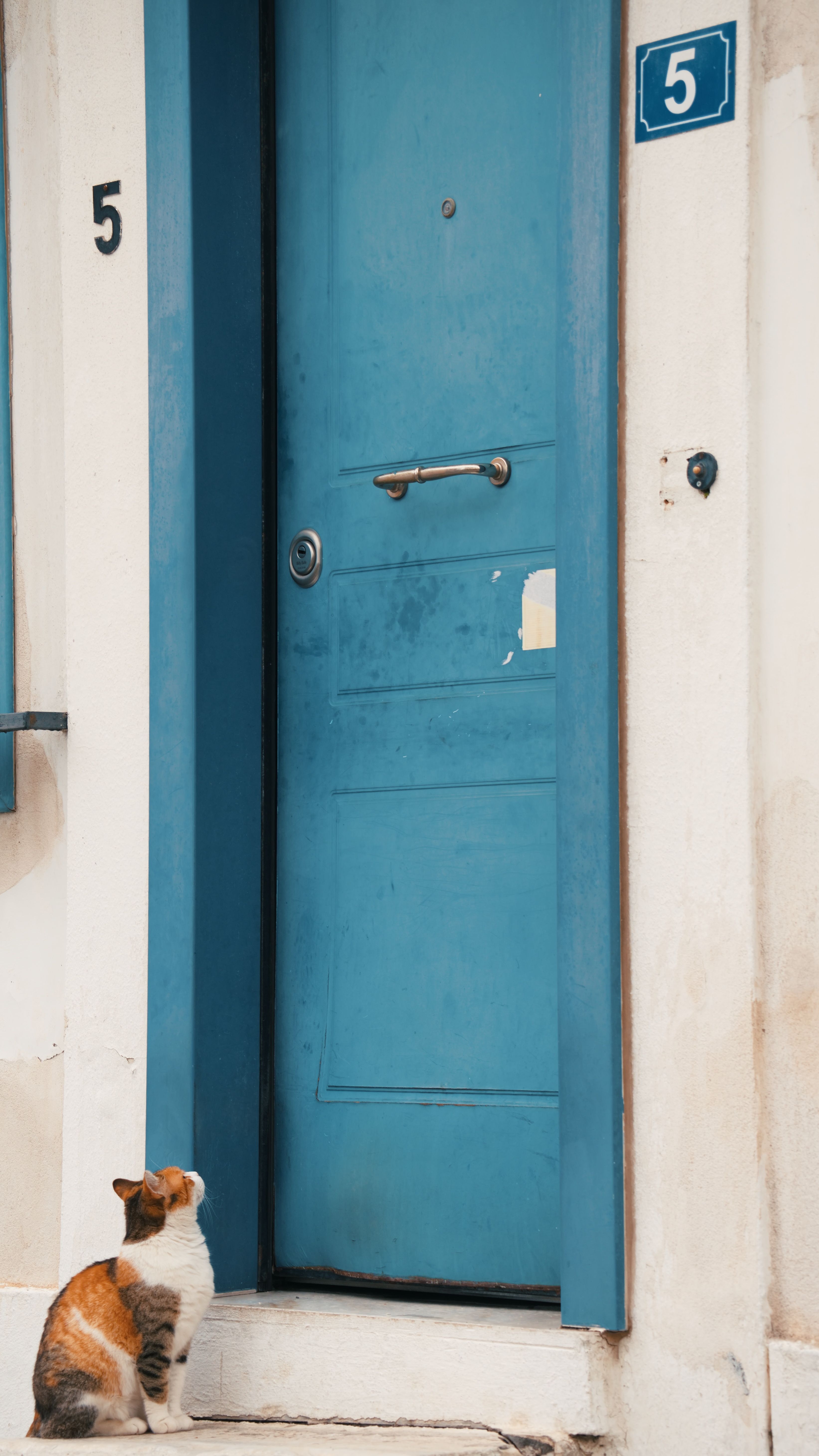 Curious cat looks up at bright blue door with number five. Urban scene.
