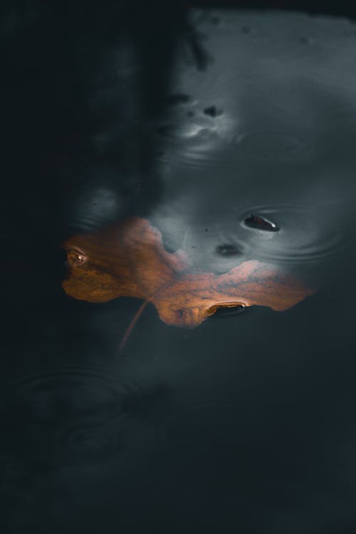 干叶在水面上的照片