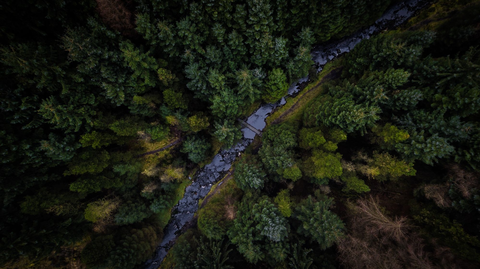 Aerial view of a stream running through dark conifer forest — photo by TruShotz on Pexels