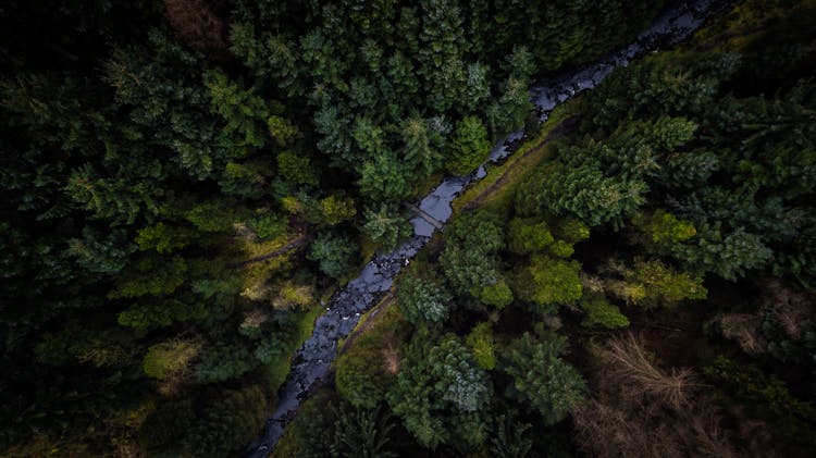 Top View Photo Of Pine Trees