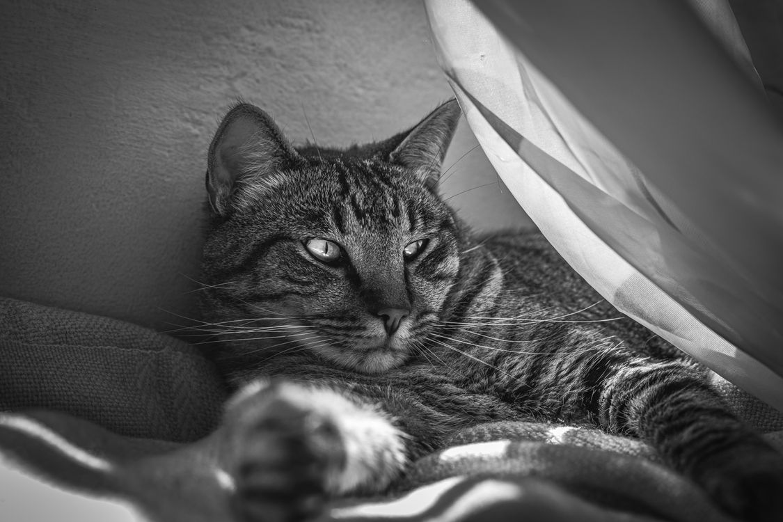 Black and White Tabby Cat Relaxing by Window · Free Stock Photo