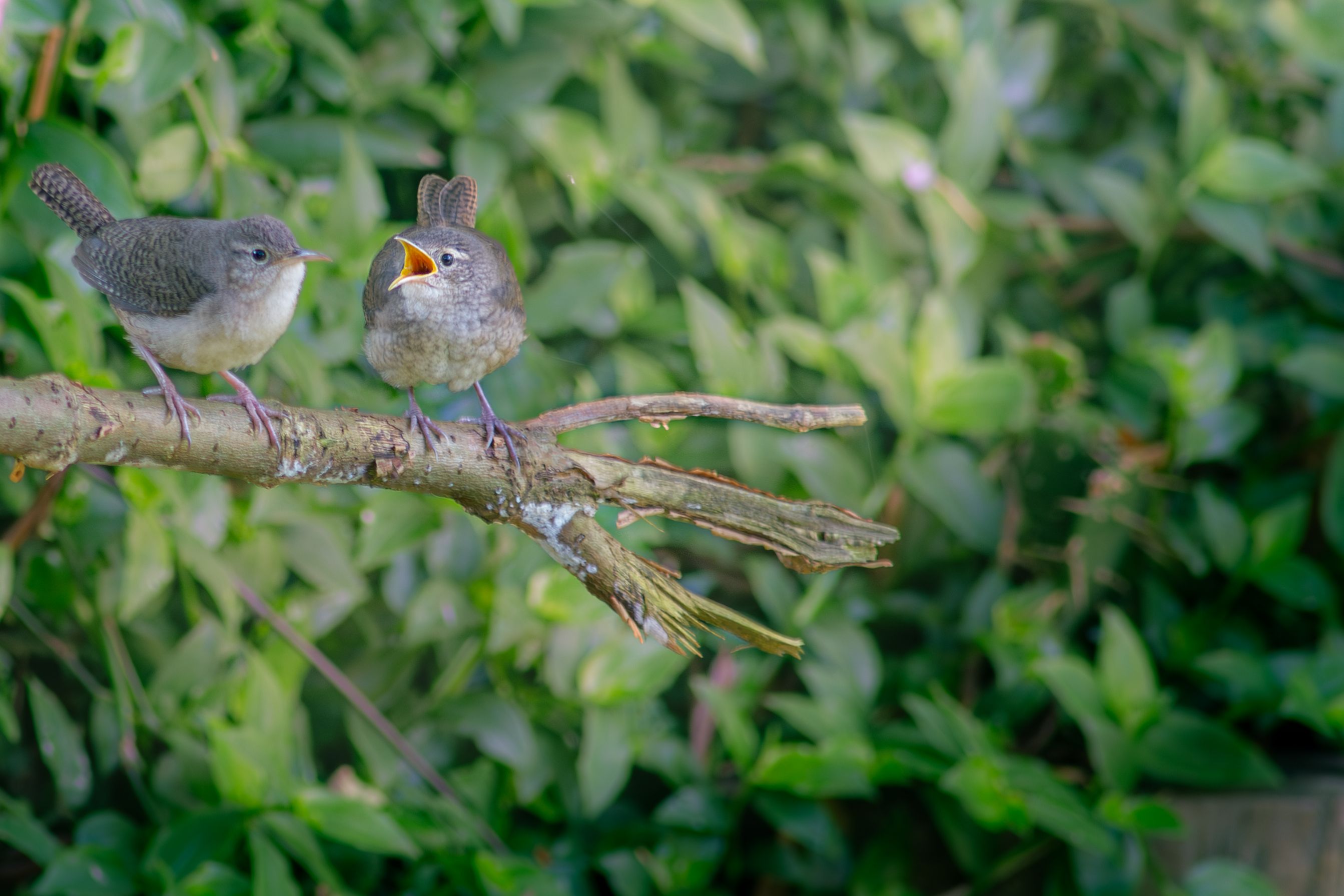 Two House Wrens Communicating on a Branch · Free Stock Photo