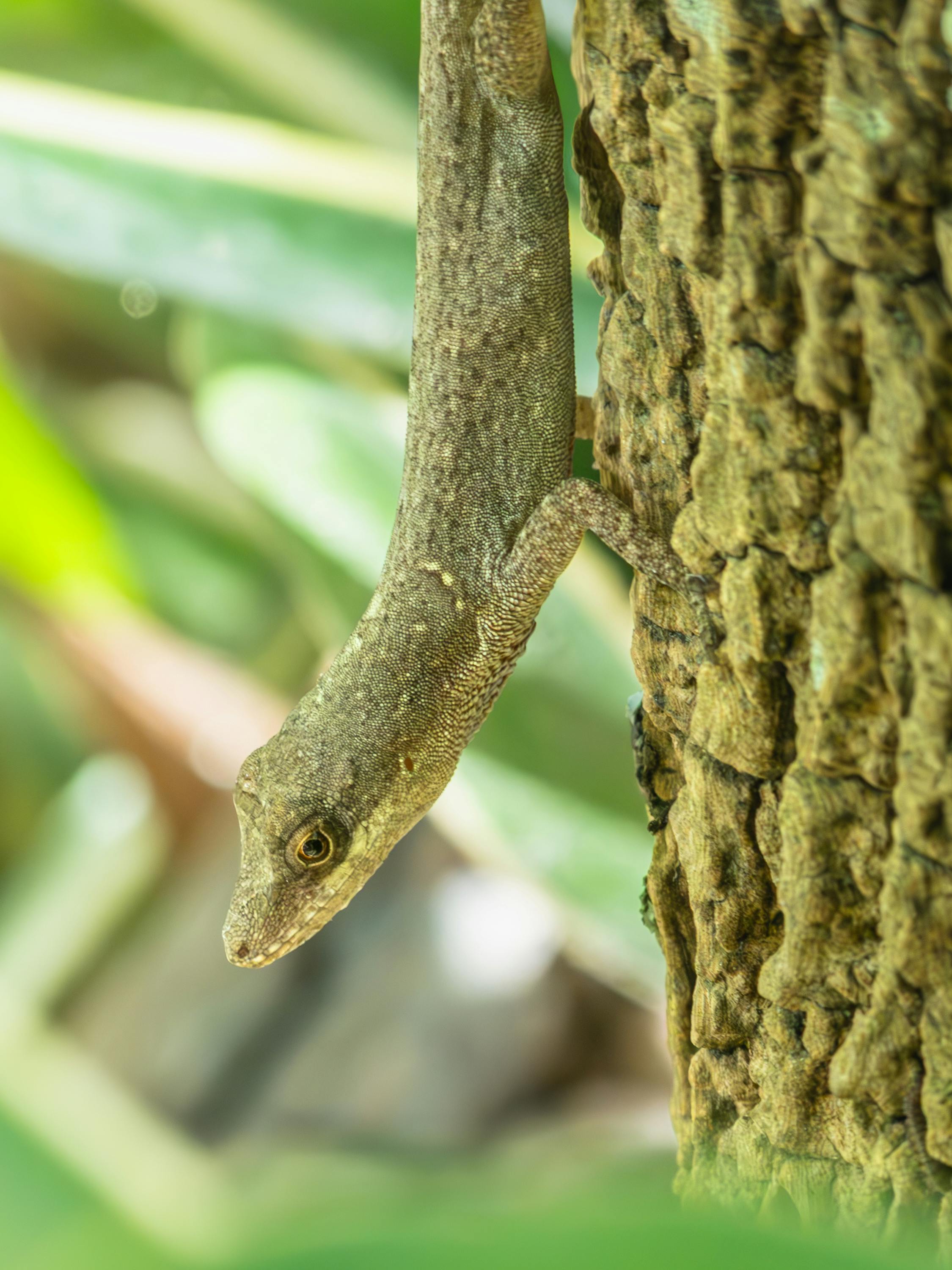 무료 나무에 매달려 있는 도마뱀의 상세한 이미지로, 자연스러운 질감과 색감을 보여줍니다. 스톡 사진