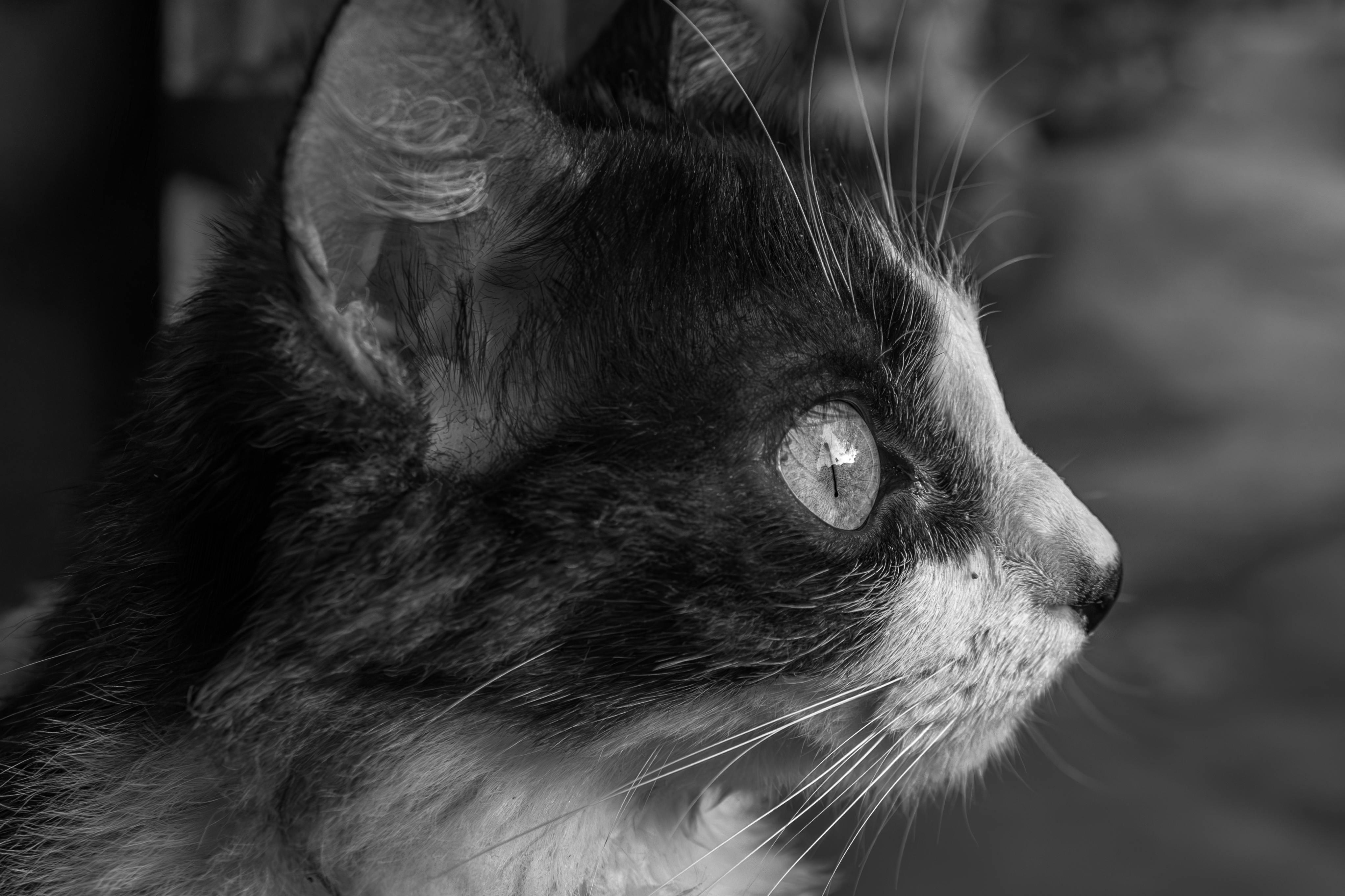 bezplatná Umělecký černobílý detailní portrét domácí kočky hledící do dálky. Základová fotografie