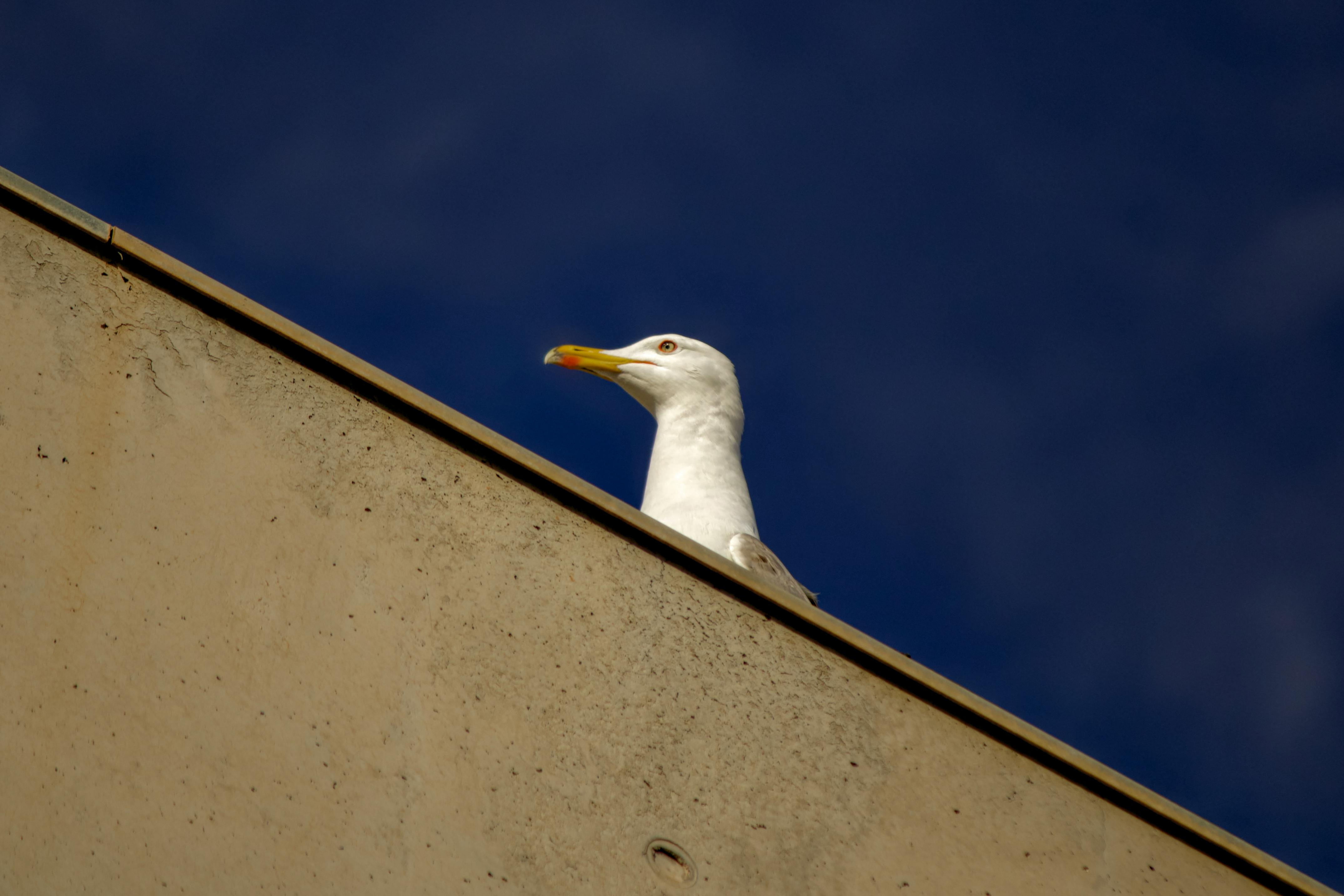 Zadarmo Biela čajka sediaca na betónovom okraji budovy kontrastovala so žiarivo modrou oblohou. Fotka z fotobanky