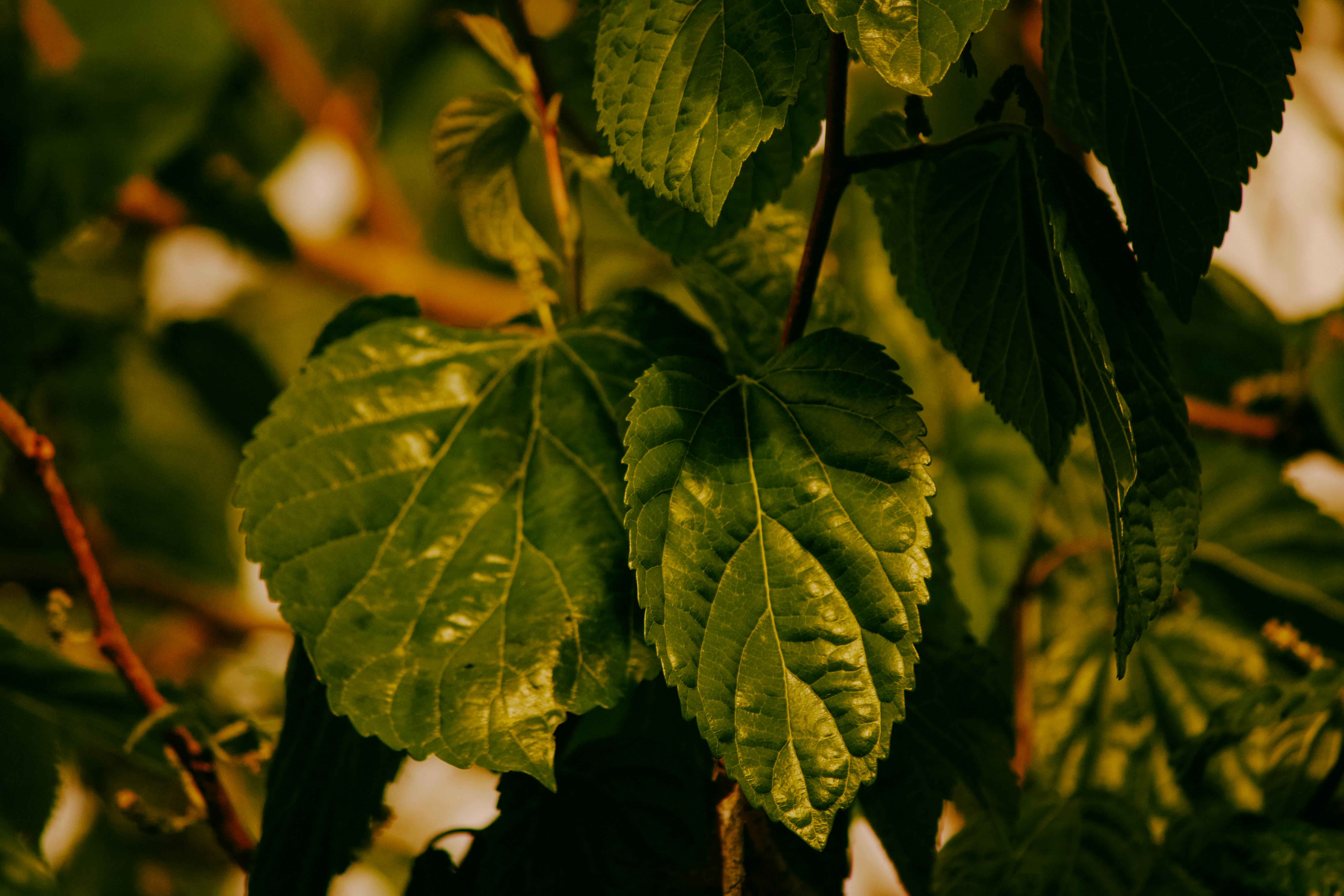 免费 健康植物, 光合作用, 南欧 的 免费素材图片 素材图片