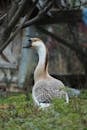 Portrait of a Chinese Domestic Goose in Garden