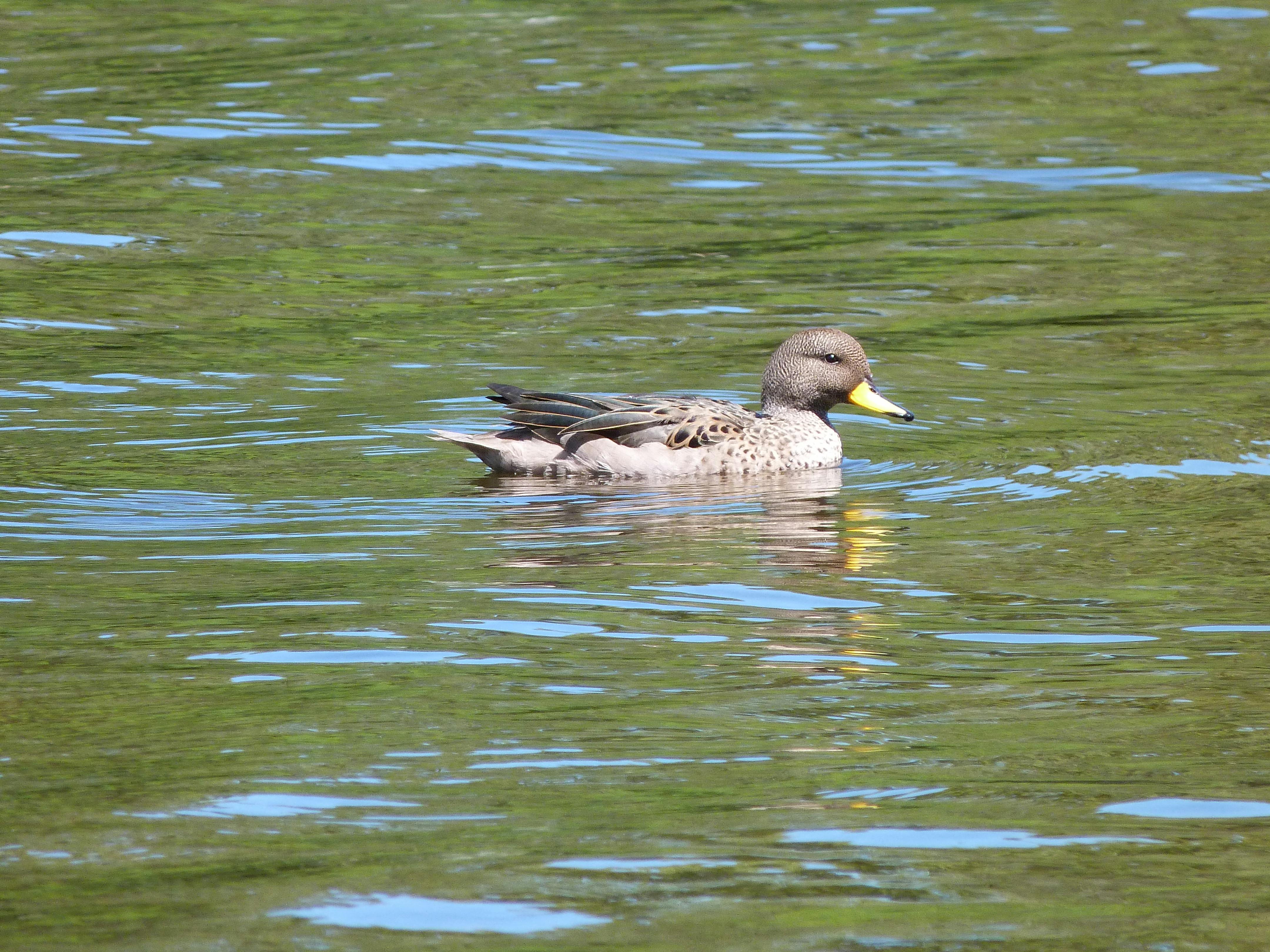 De franc Foto d'estoc gratuïta de a l'aire lliure, aigües tranquil·les, anas flavirostris Foto d'estoc