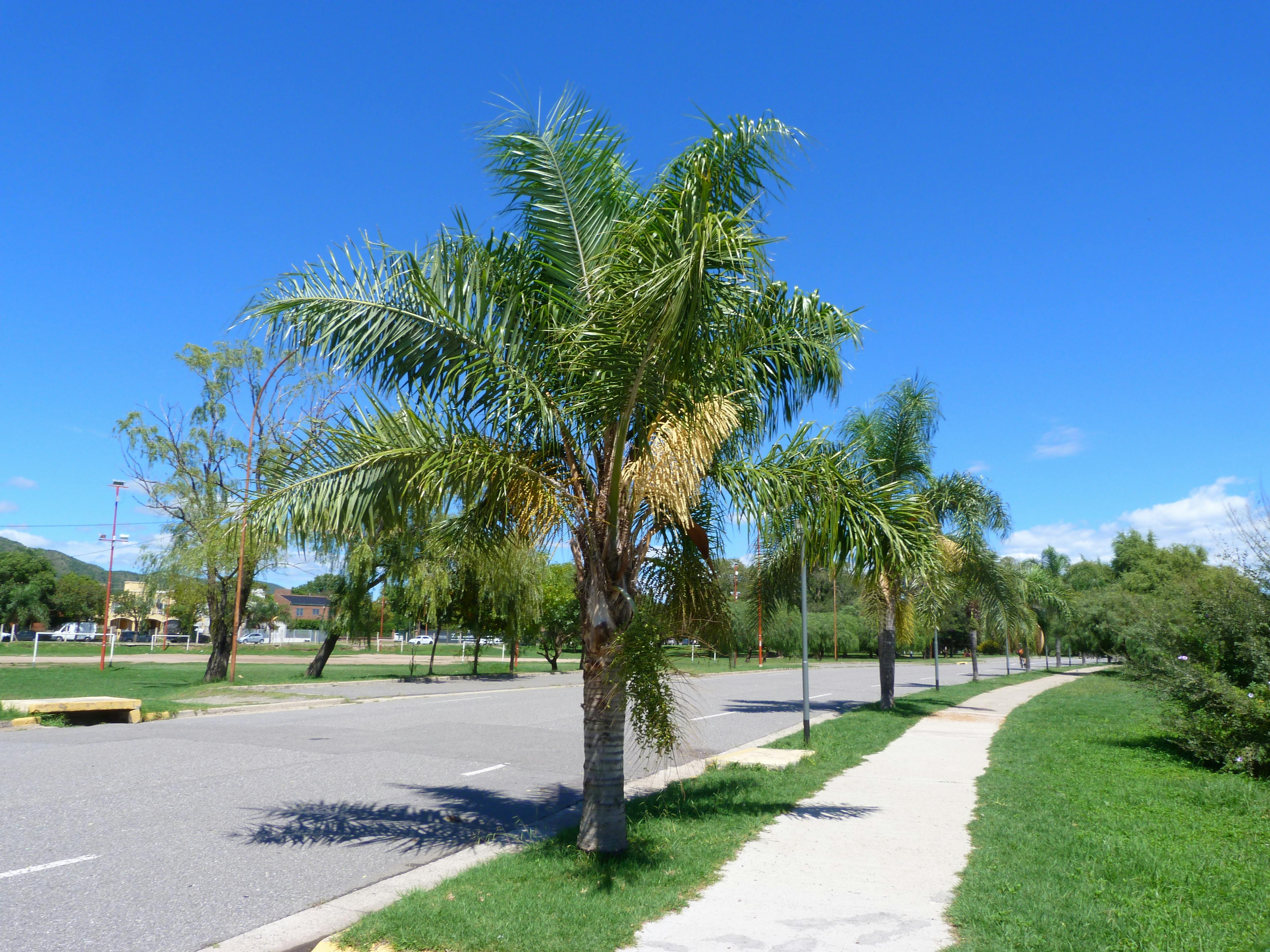 grátis Foto profissional grátis de alameda, América do Sul, ao ar livre Foto profissional