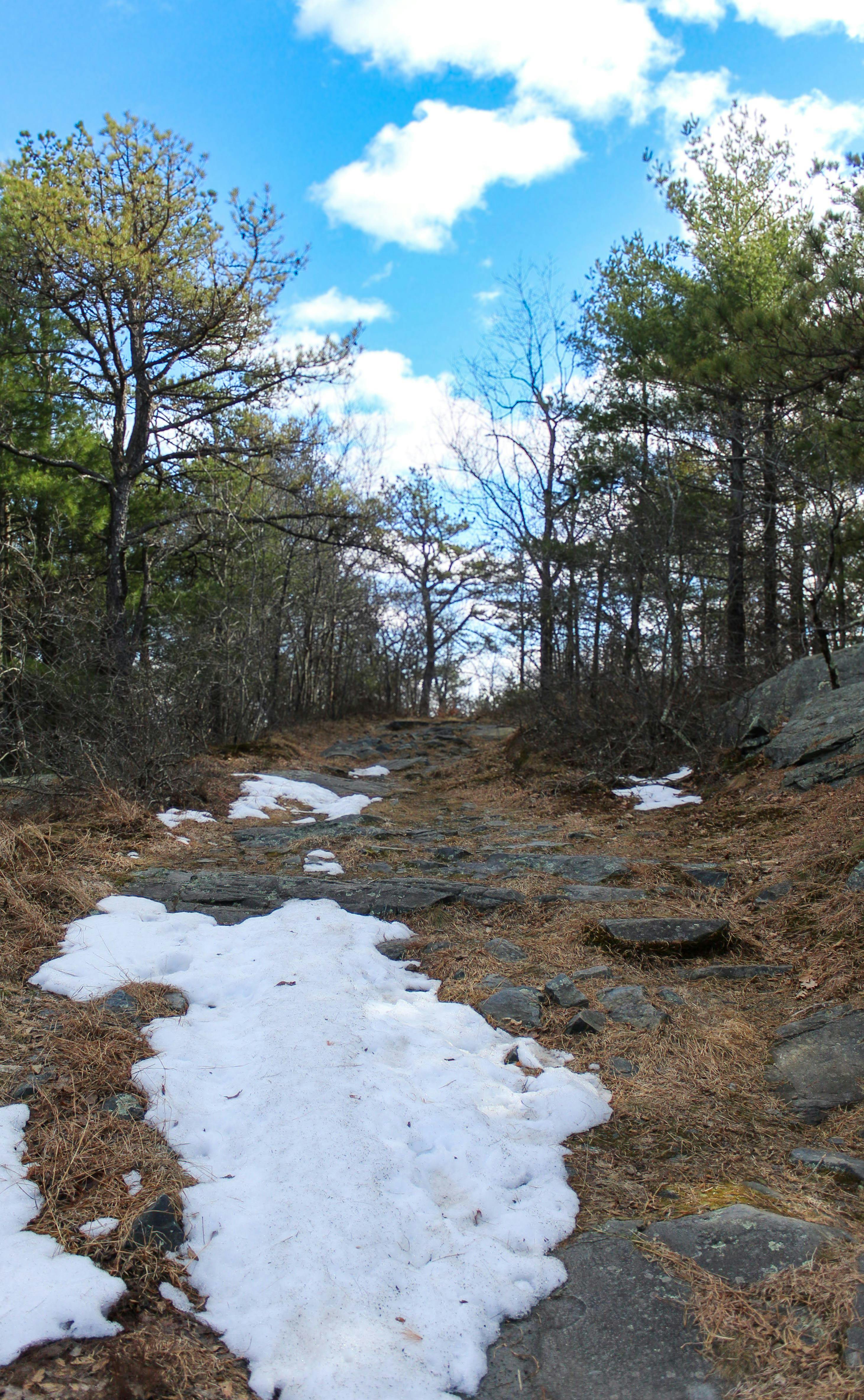 A scenic forest path in Milton, MA, with melting snow and pine trees on a sunny day.