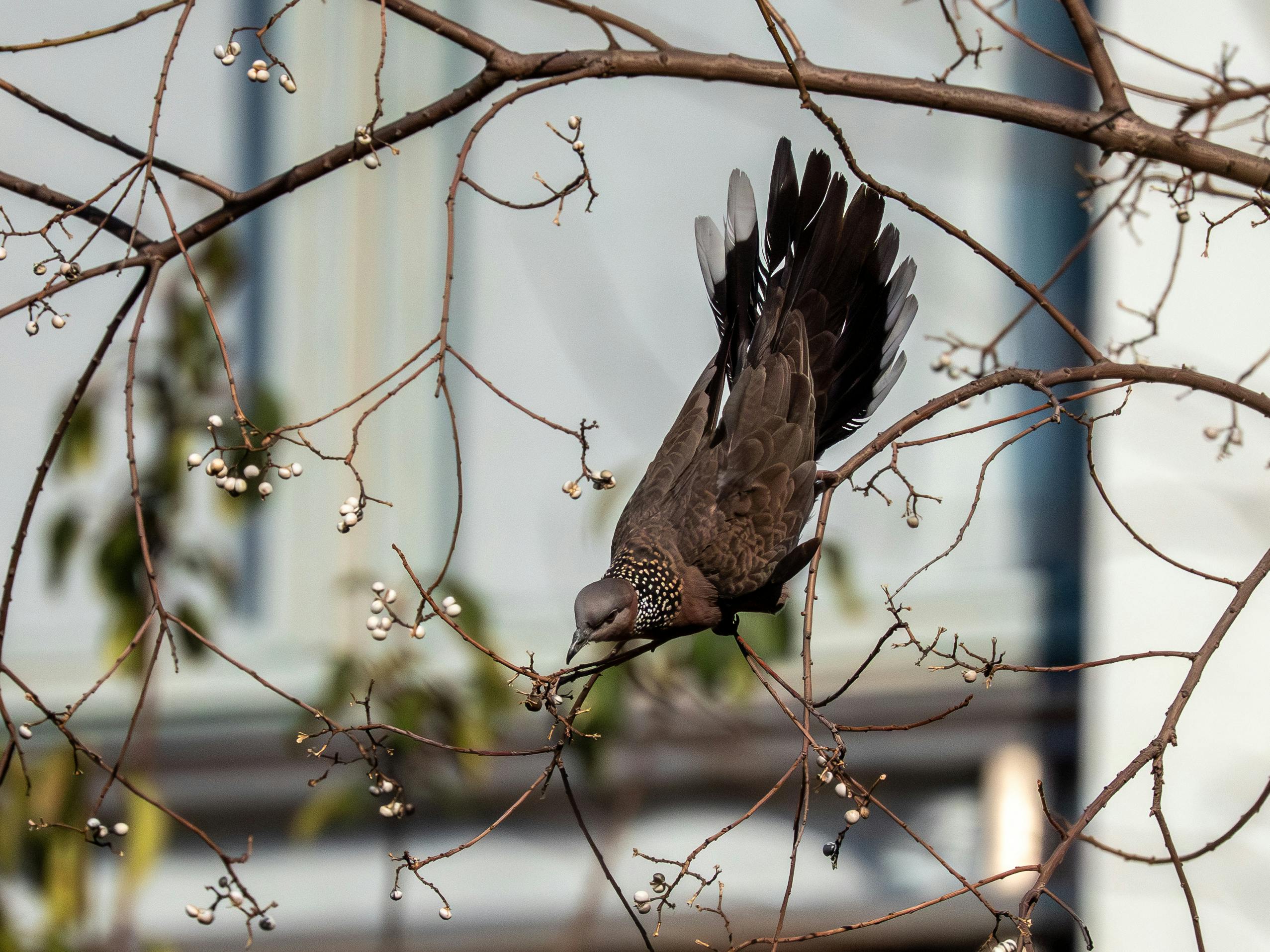 Gratuit Une tourterelle tachetée perchée avec grâce sur des branches dénudées, avec un bâtiment urbain en arrière-plan. Photos