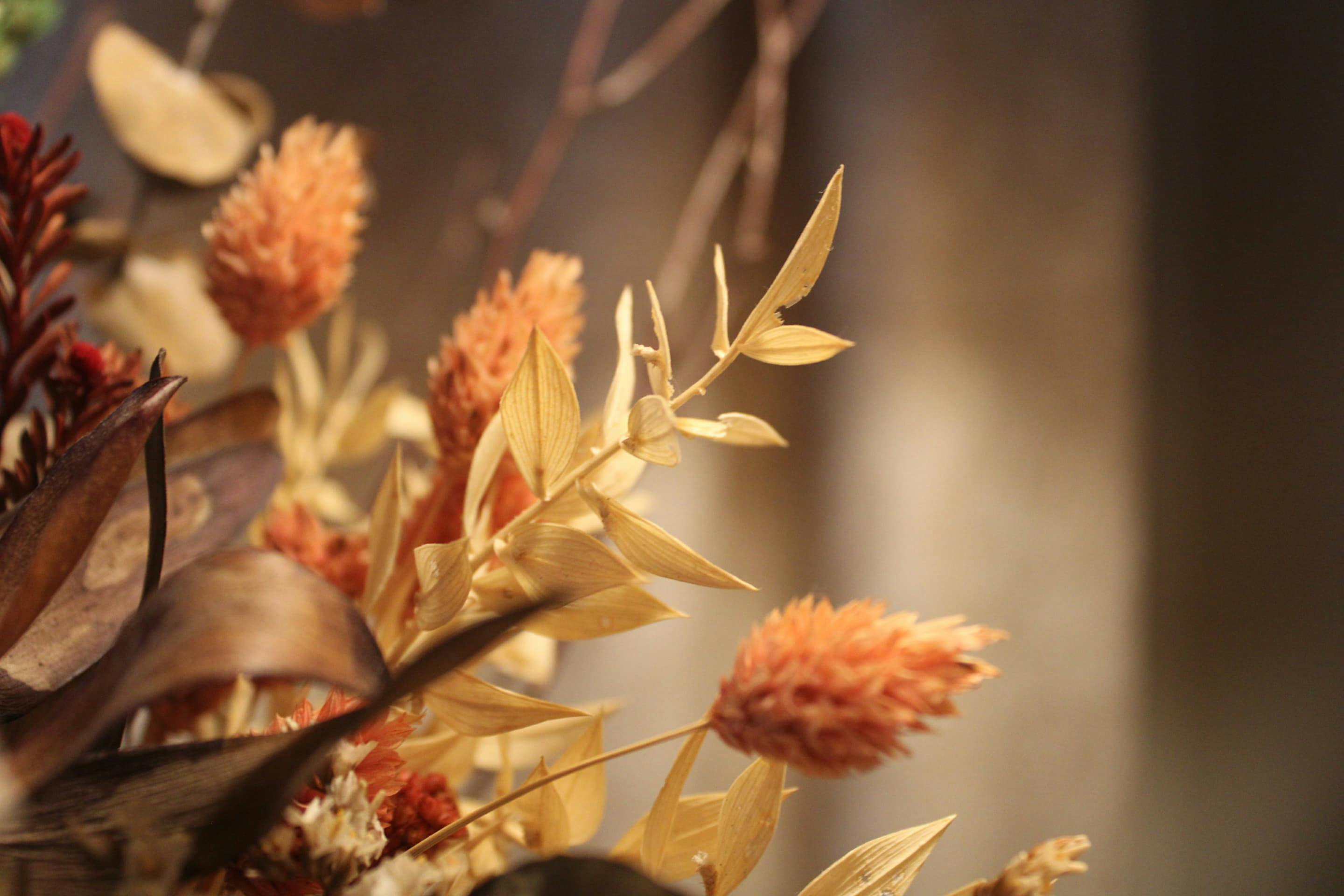 Gratis Primo piano estetico di fiori autunnali essiccati in tonalità calde, che ne evidenzia la texture. Foto a disposizione