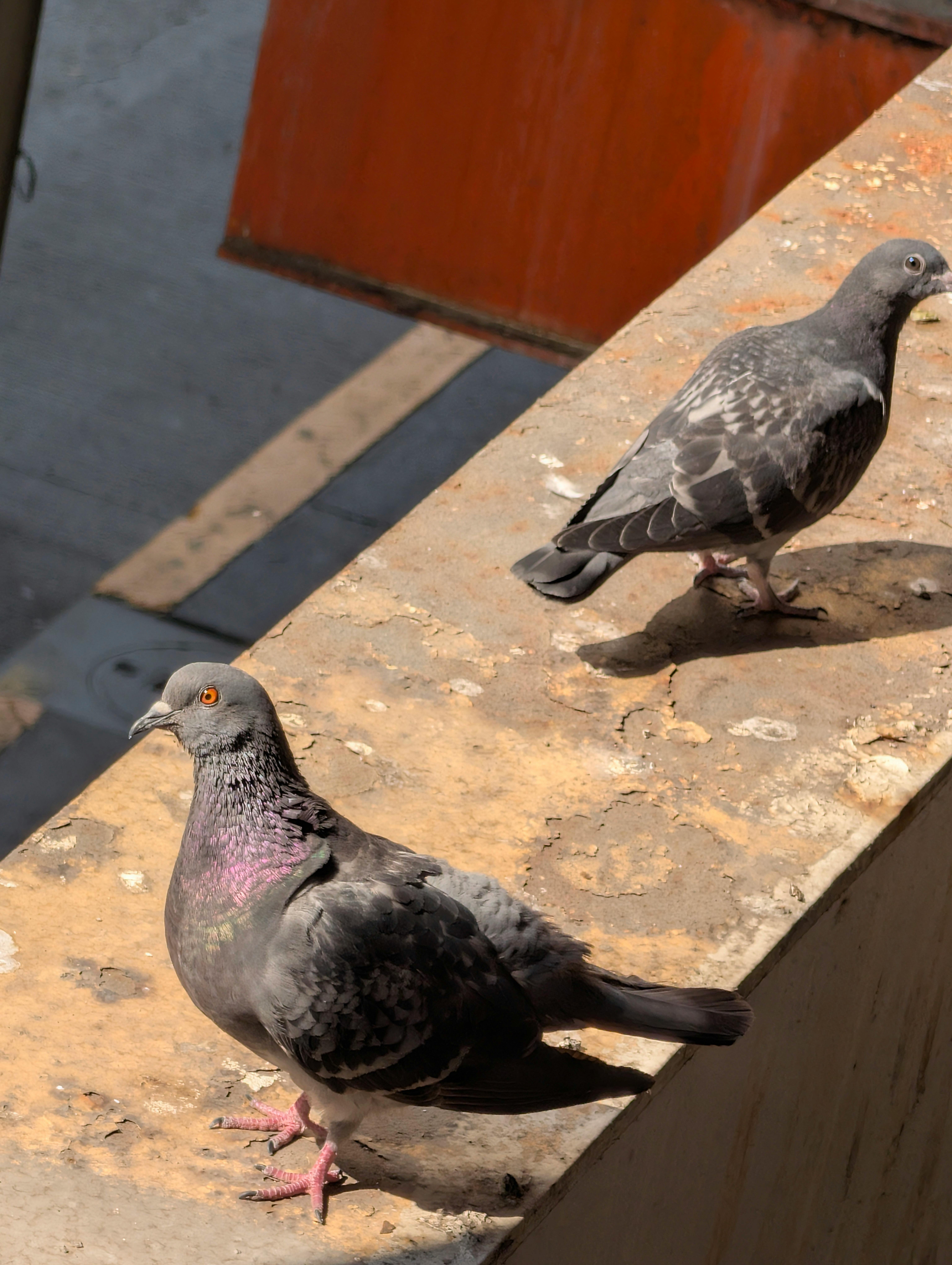 Gratis To duer satt på en betongkant i et bymiljø. Arkivbilde
