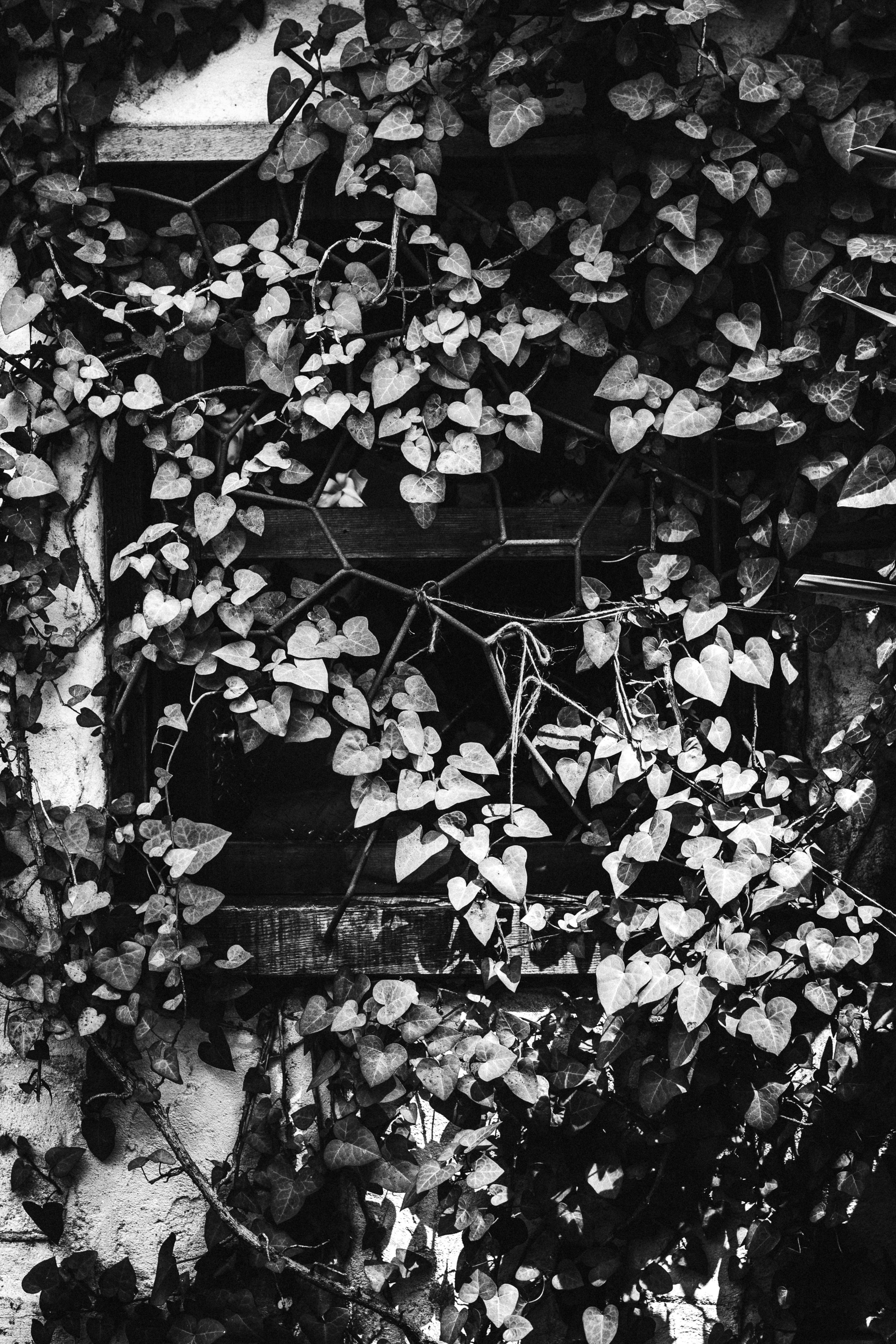 Zadarmo Umelecké čiernobiele zachytenie brečtanu obklopujúceho staré okno. Dramatické textúry a osvetlenie scénu umocňujú. Fotka z fotobanky