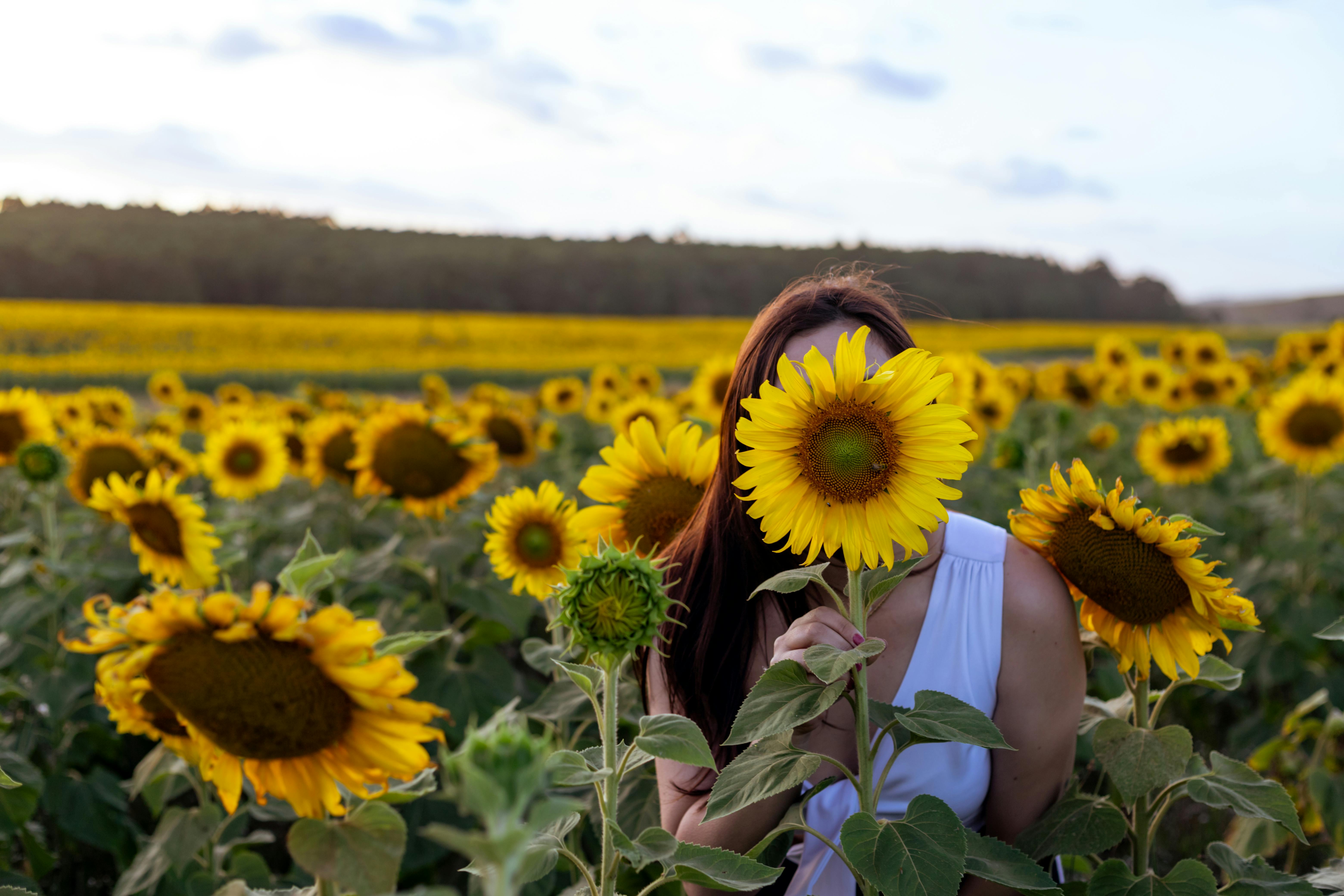 Gratis En kvinde i en hvid kjole står i en solsikkemark og holder en solsikke op mod ansigtet. Lagerfoto