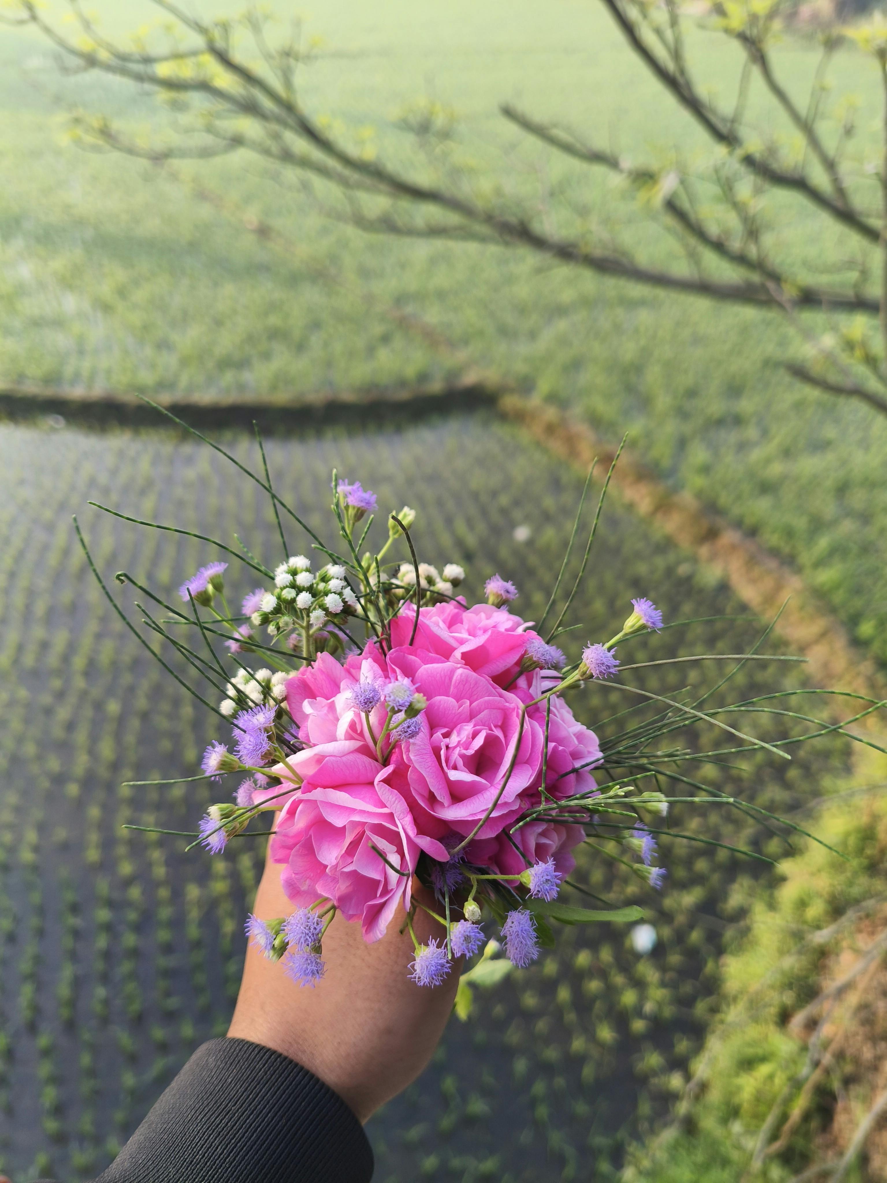 Gratuit Un bouquet coloré suspendu au-dessus d'un paysage de rizières aux couleurs chatoyantes. Photos