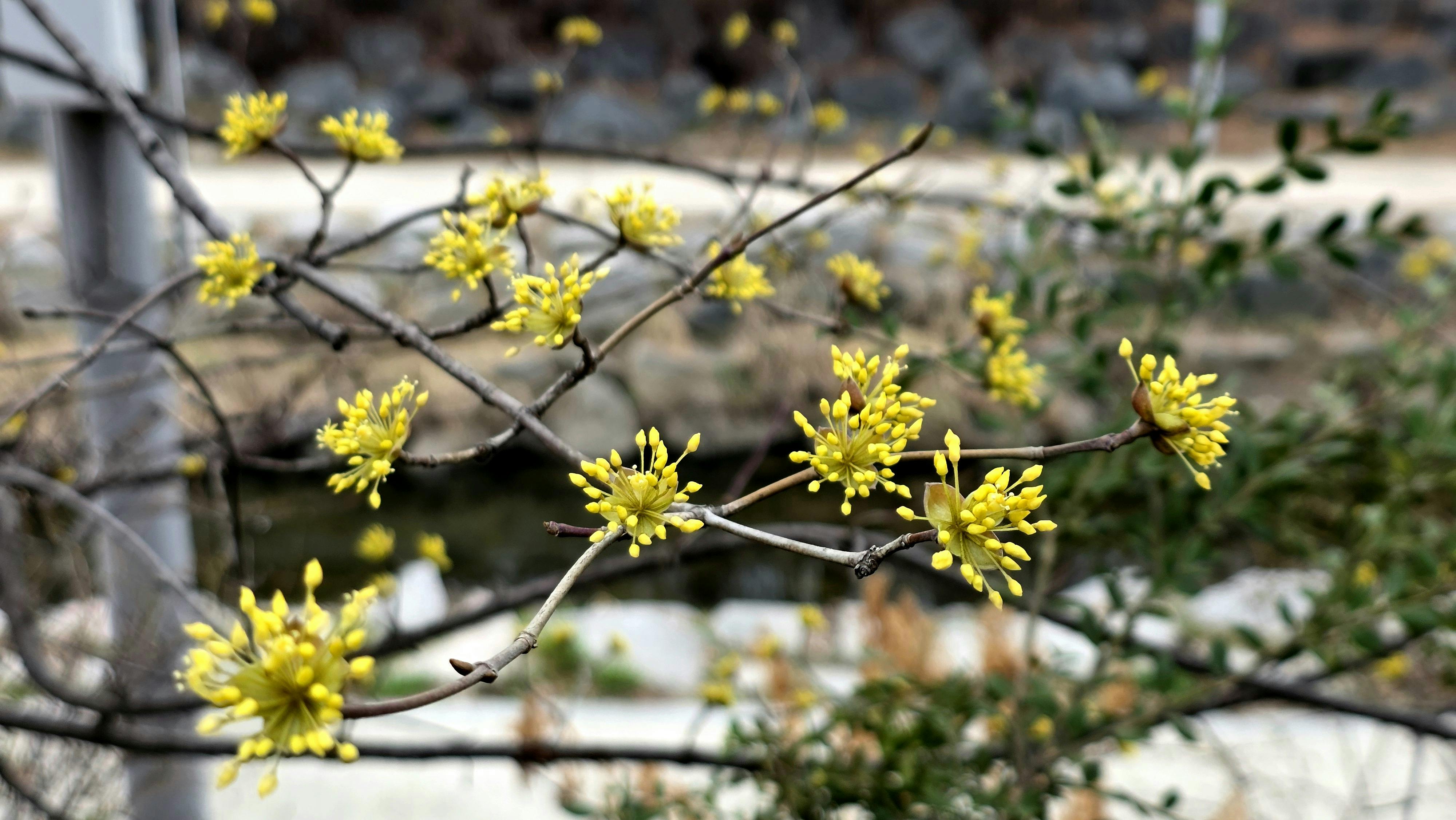 Gratis Klargule karneolkirsebærblomster, der blomstrer på grene udendørs om foråret. Lagerfoto