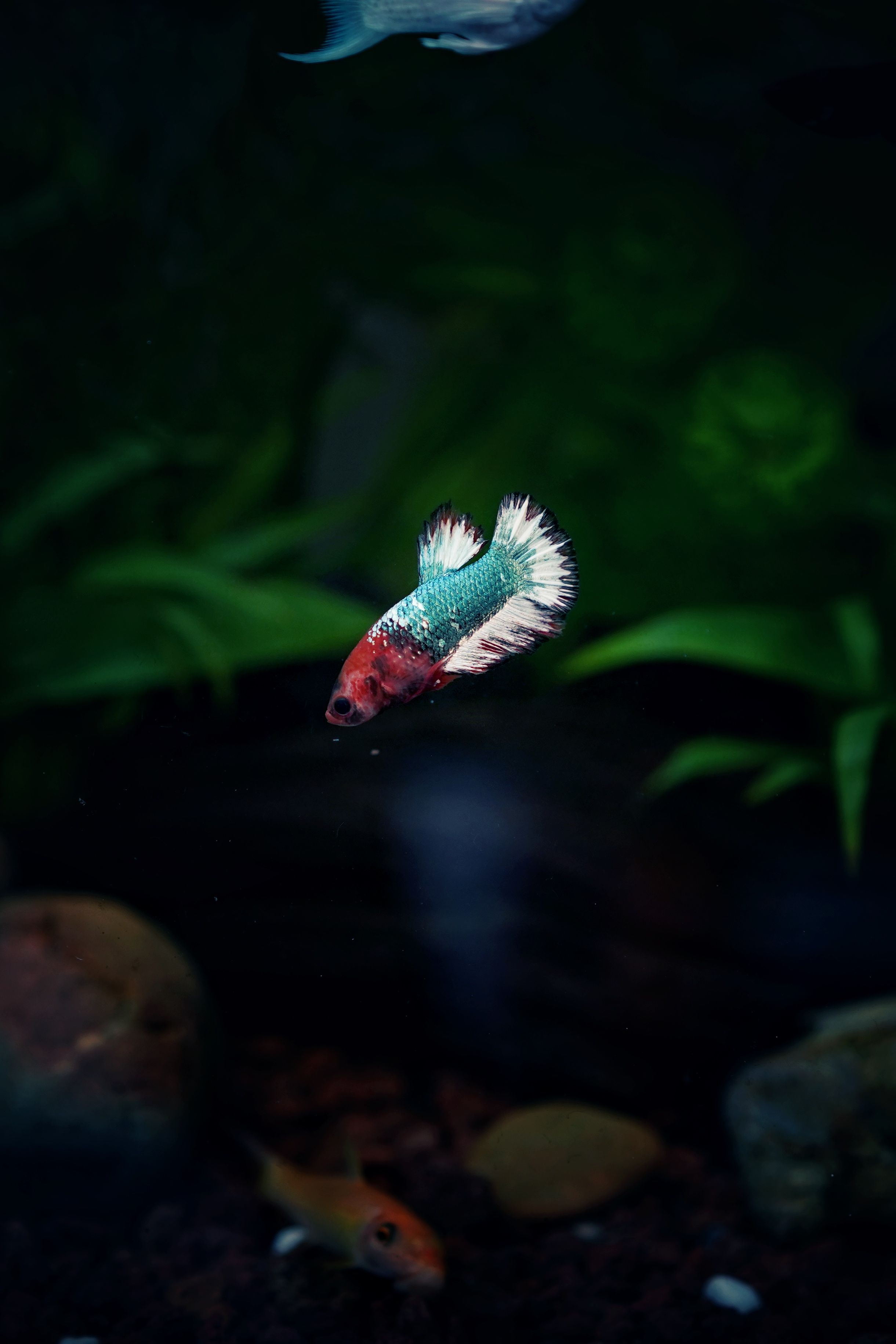 Betta Fish