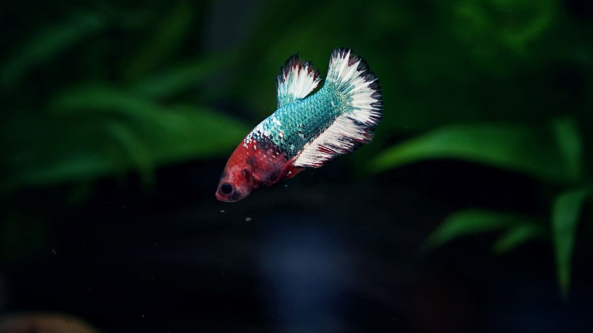 Fish for a 10-Gallon Tank: 6 Complete Stocking Plans