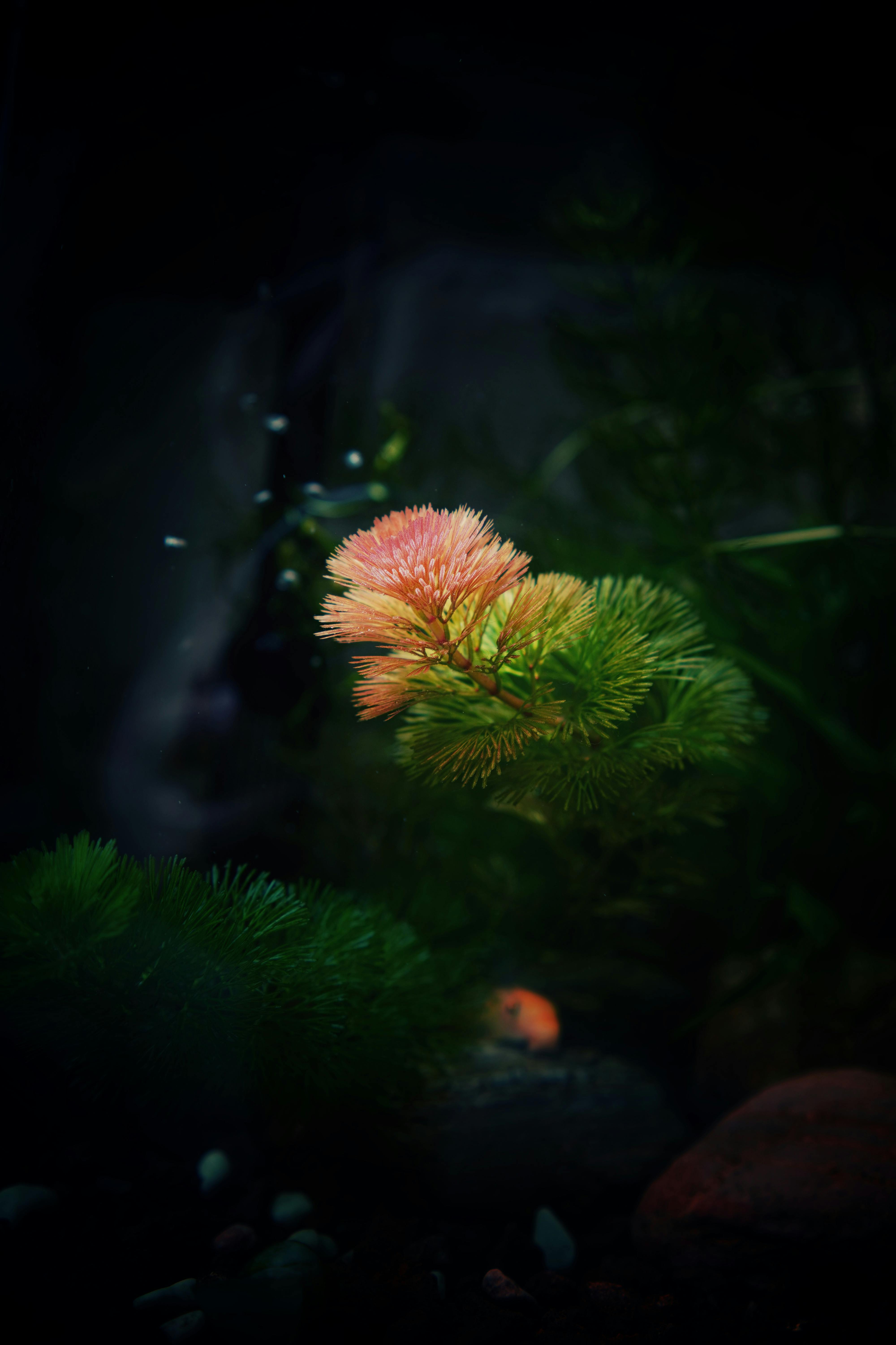 免費 引人注目的水生植物，在水下環境中色彩鮮豔，讓人得以一窺寧靜的水生生活。 圖庫相片