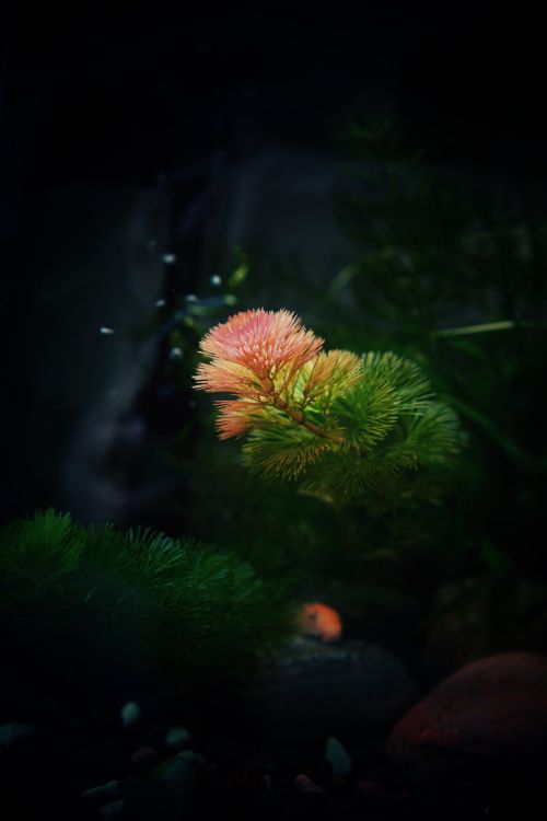 Free A striking aquatic plant with vibrant colors in an underwater setting, offering a glimpse into peaceful aquatic life. Stock Photo