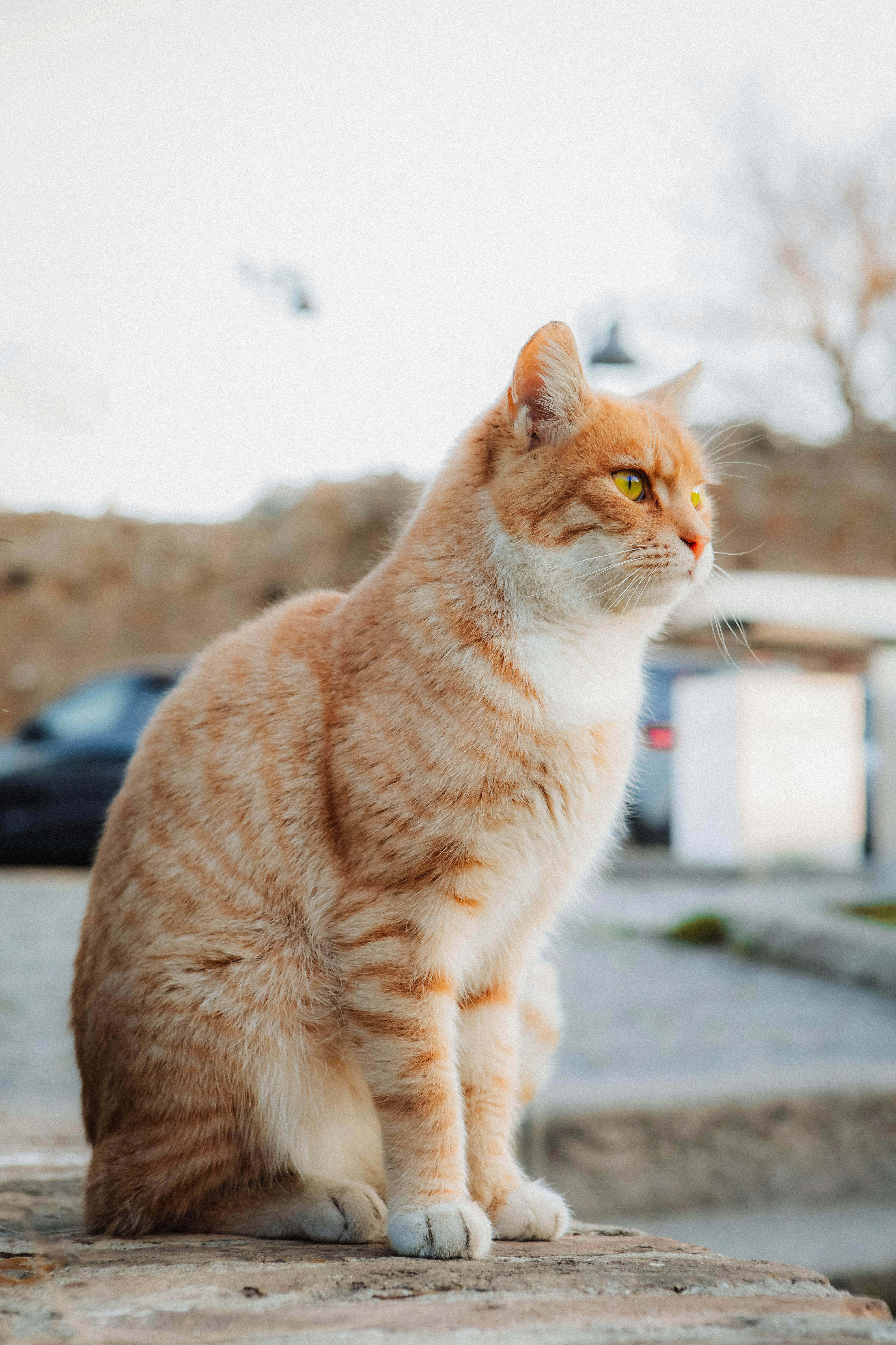 무료 배경이 흐릿하게 처리된 세르비아 베오그라드의 야외 턱에 앉아 있는 매력적인 오렌지색 얼룩무늬 고양이. 스톡 사진