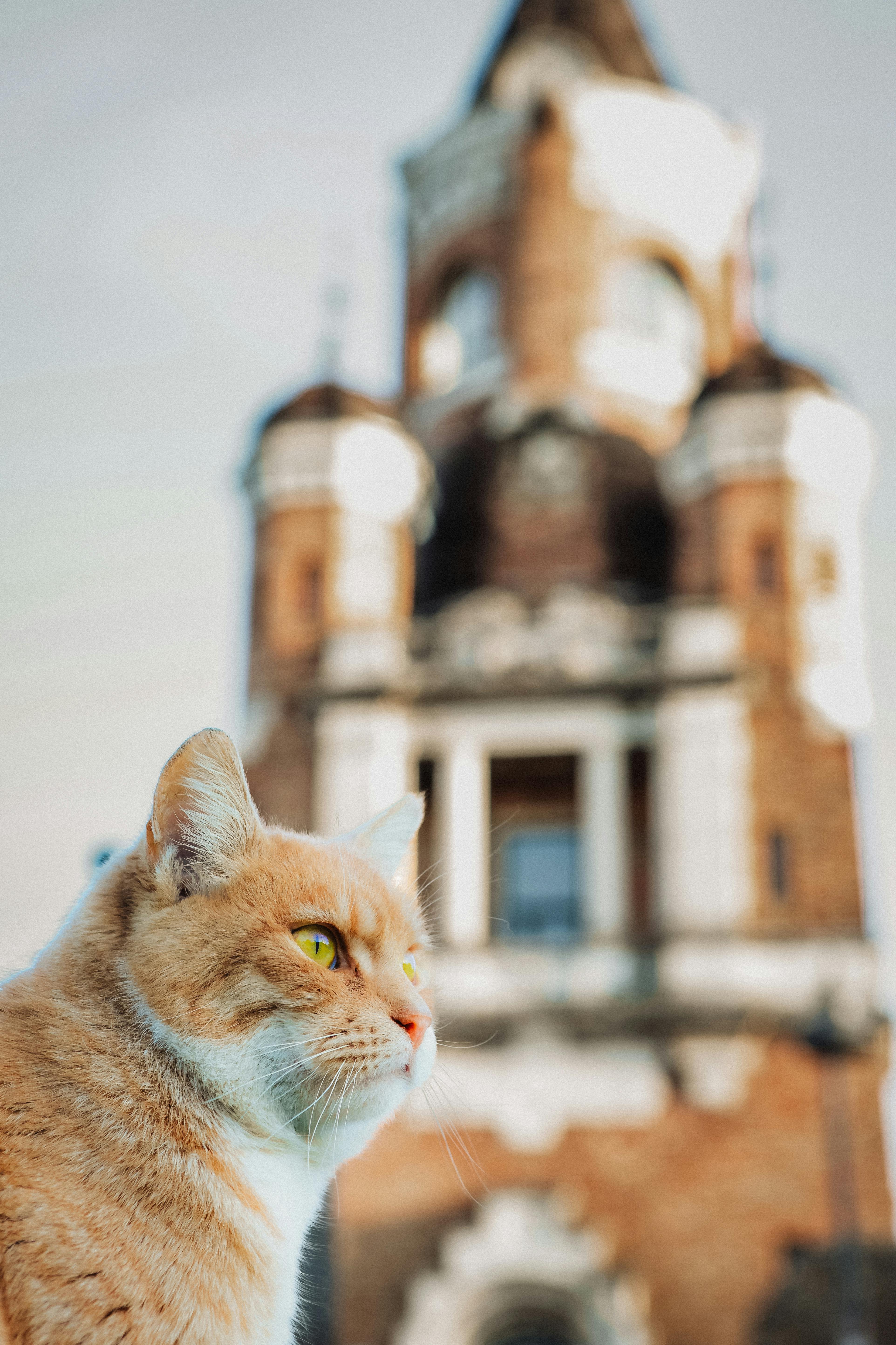 Gratuit Chat orange au premier plan, avec la tour Gardoš en arrière-plan, Belgrade, Serbie. Photos