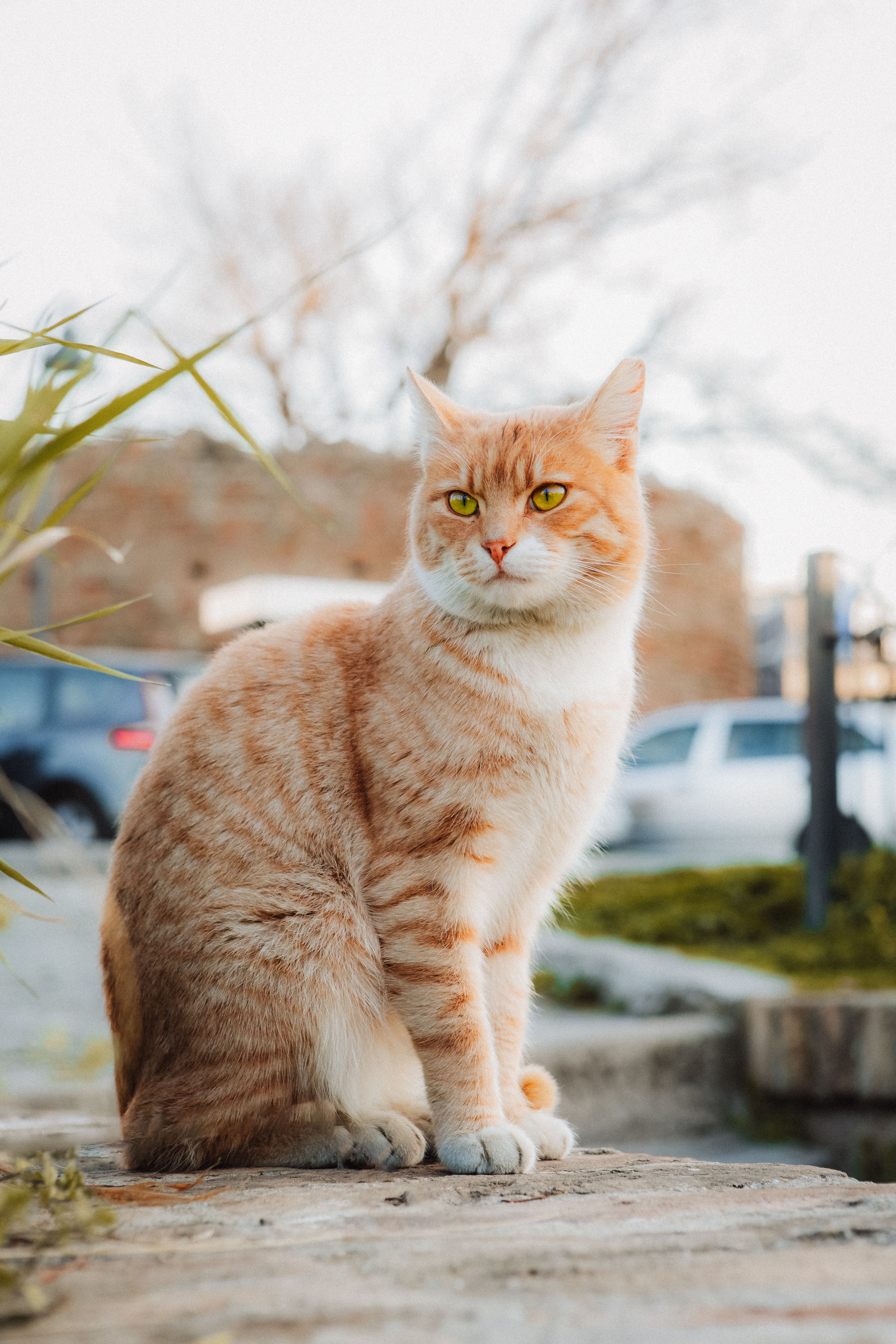 Content Orange Tabby Cat Sitting Outdoors · Free Stock Photo