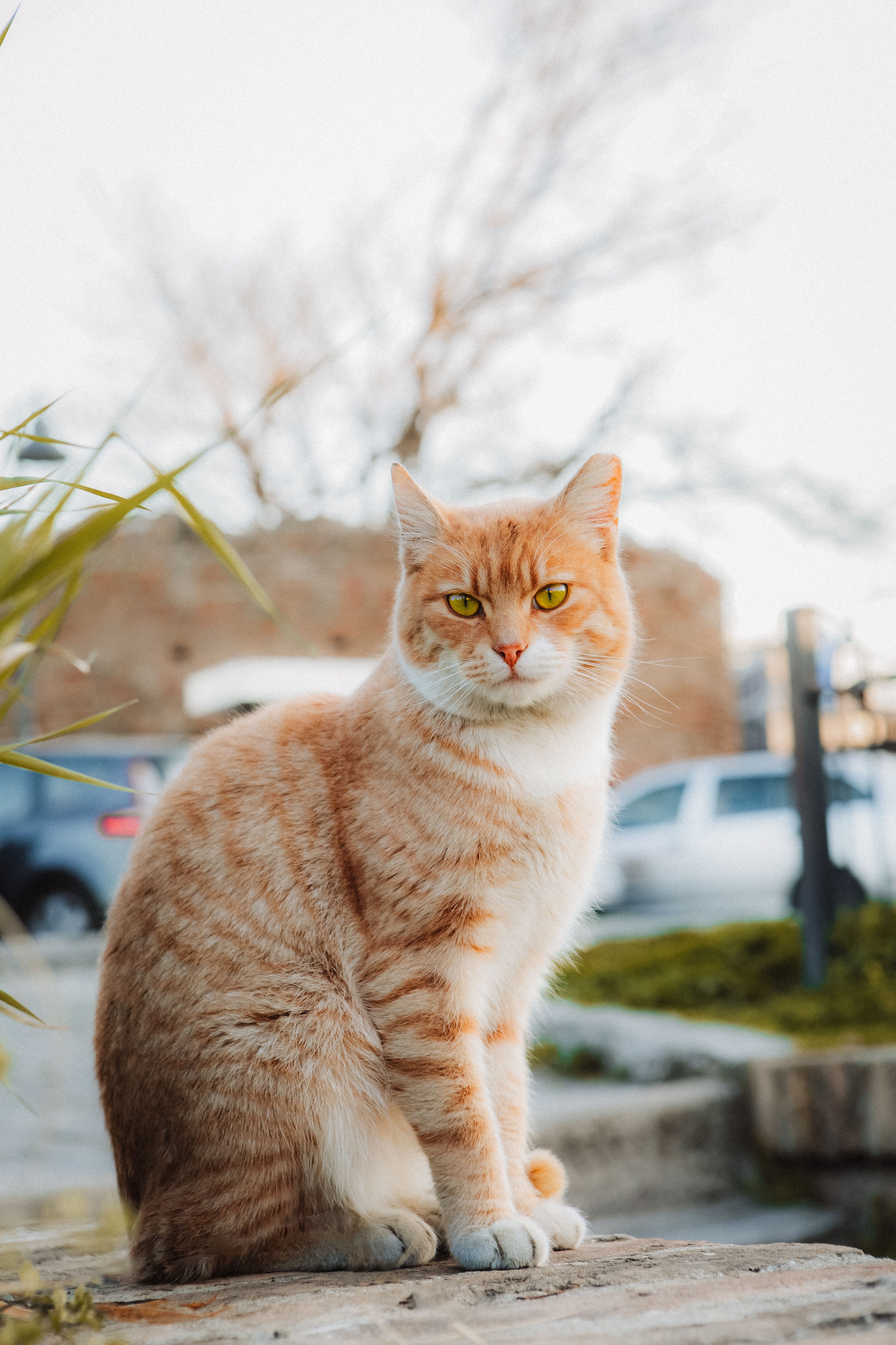 Ginger Cat Sitting in Urban Park Setting · Free Stock Photo