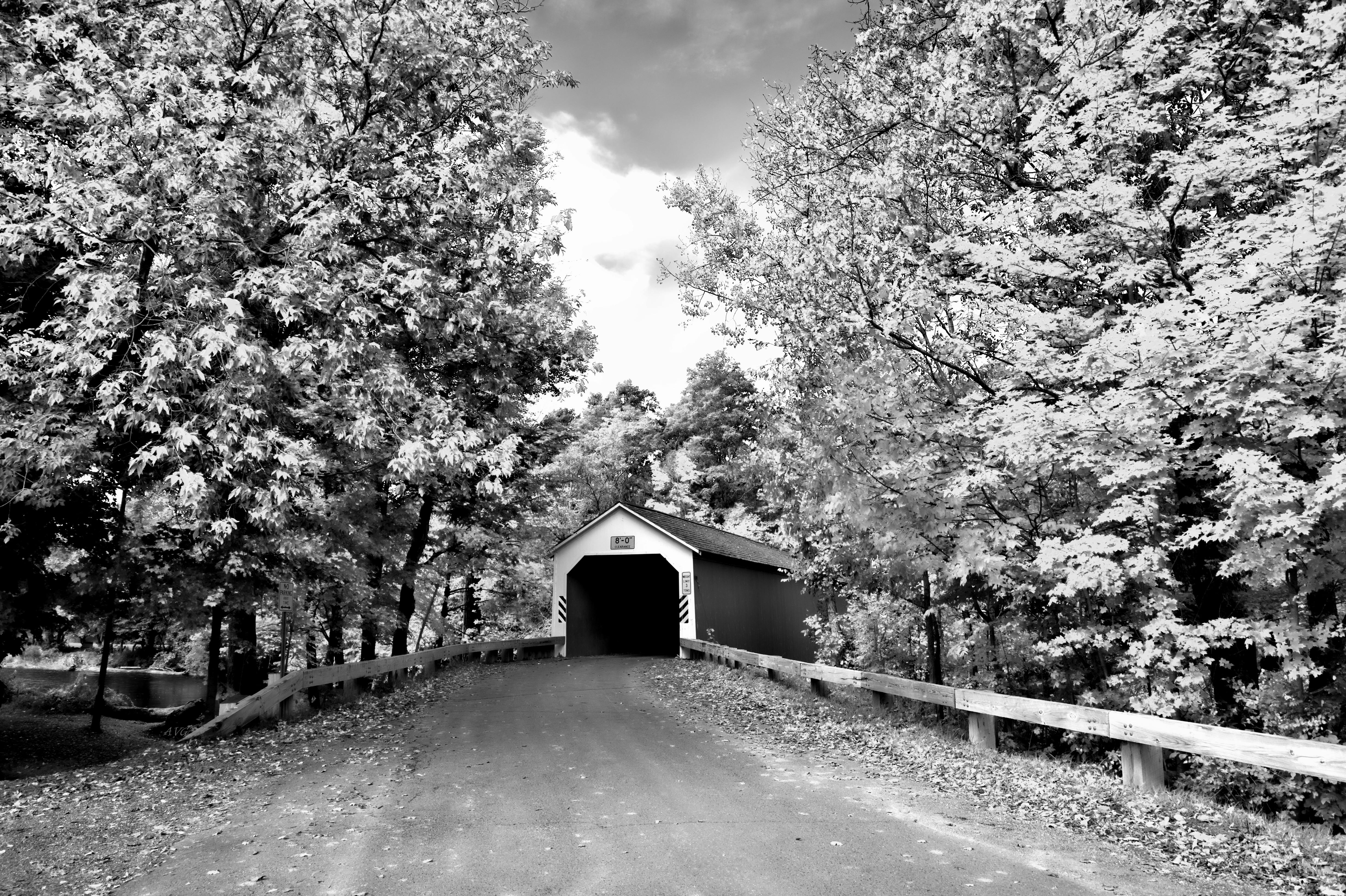 Gratis Naturskønt sort-hvidt foto af en overdækket bro omgivet af frodige træer. Lagerfoto