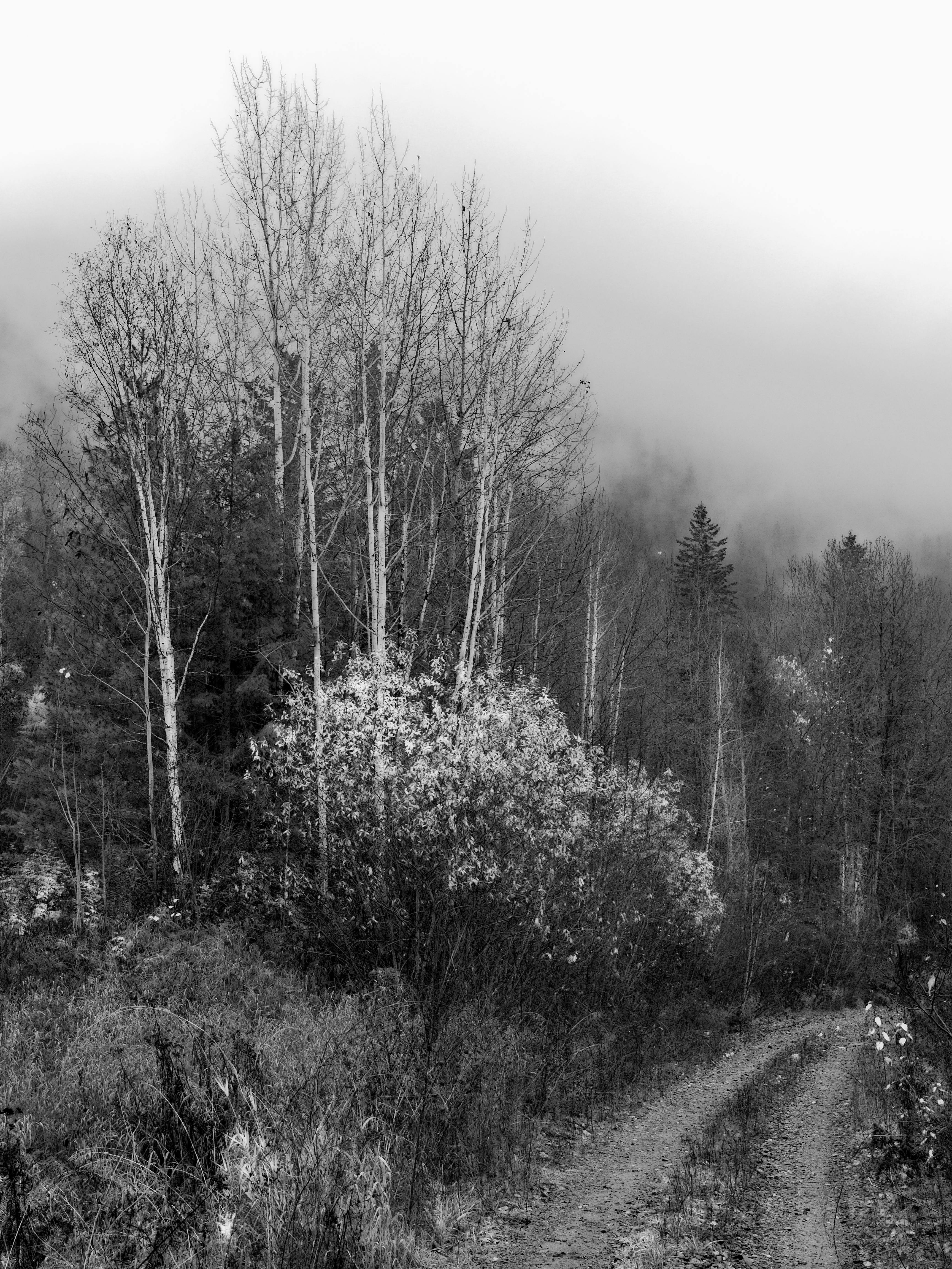 Kostenlos Eine ruhige Schwarz-Weiß-Aufnahme eines nebligen Waldweges mit kahlen Bäumen. Stock-Foto