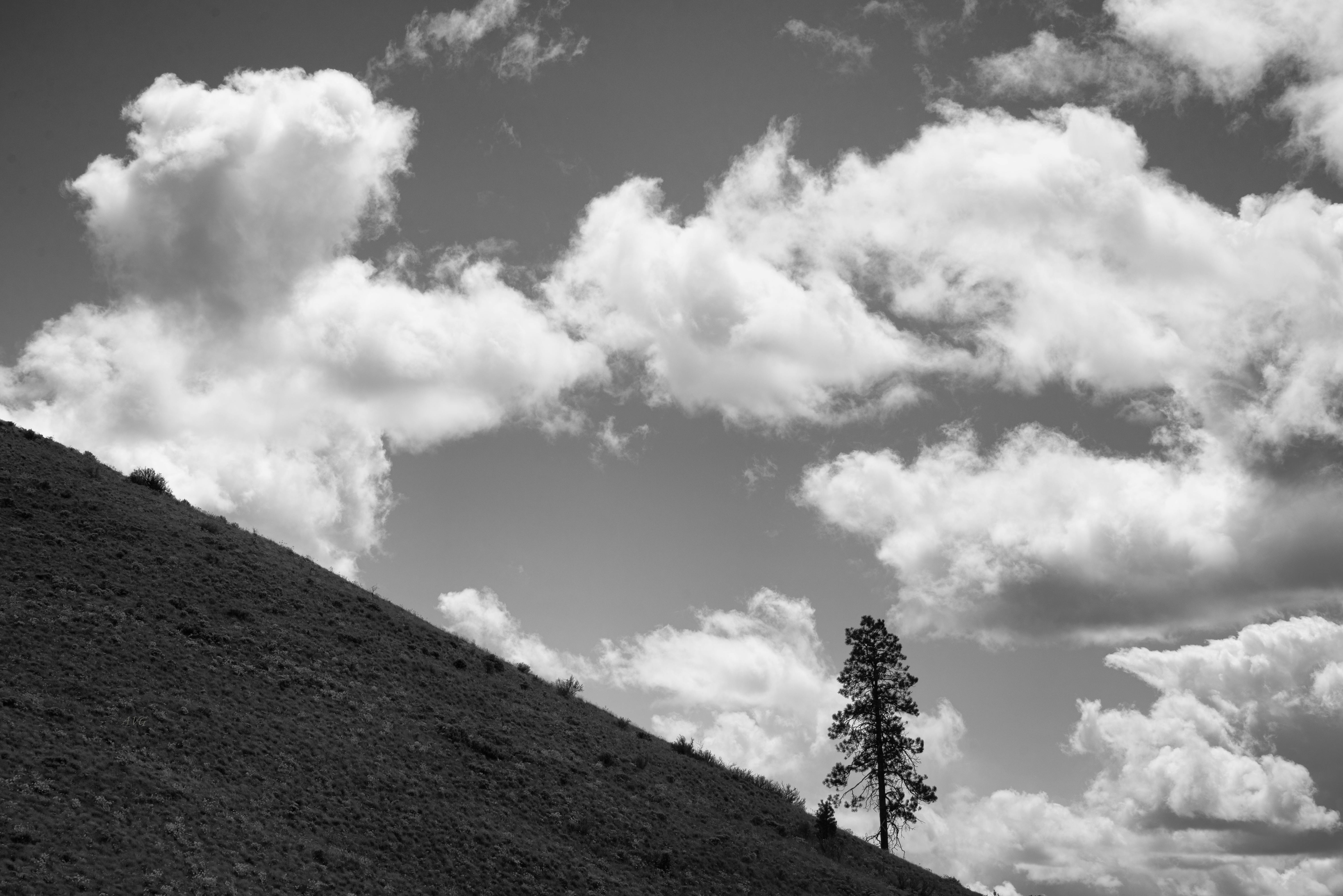 免費 一棵孤獨的樹矗立在山坡上，背景是蓬鬆的雲。 圖庫相片
