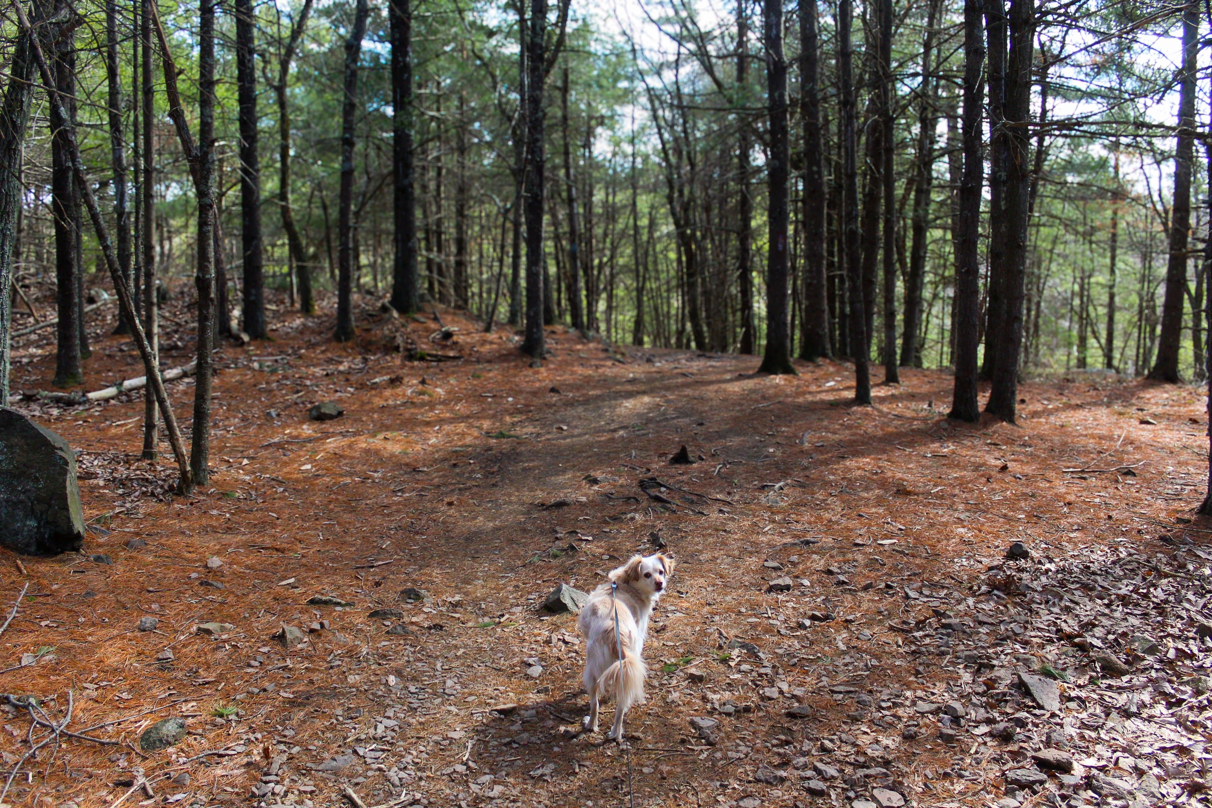 A dog joyfully explores a tranquil pine forest trail in Milton, Massachusetts.