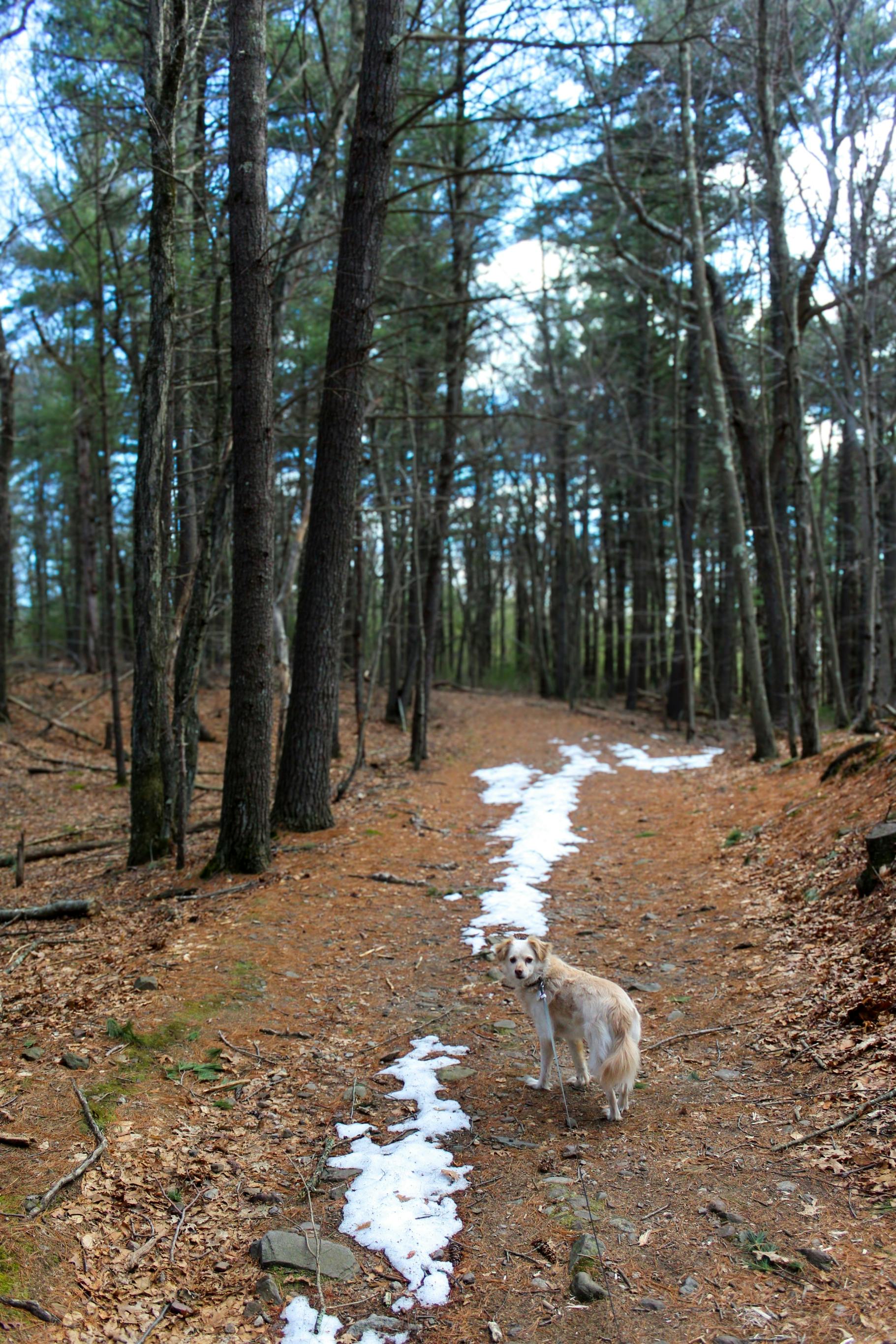 Gratuit Un golden retriever se promène sur un chemin enneigé dans une forêt sereine du Massachusetts en hiver. Photos