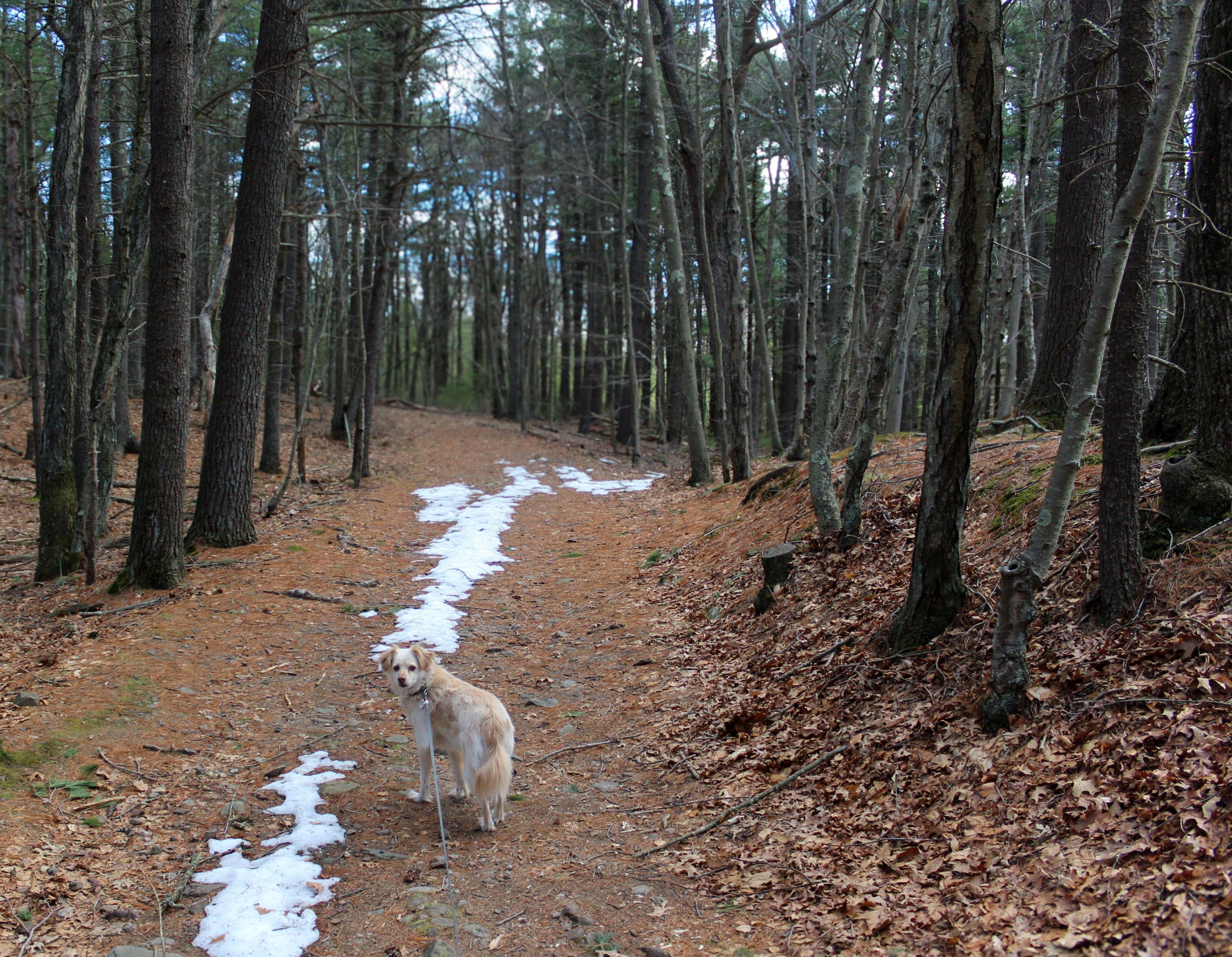 A golden retriever walks in a snowy forest path during early winter in Milton, MA.