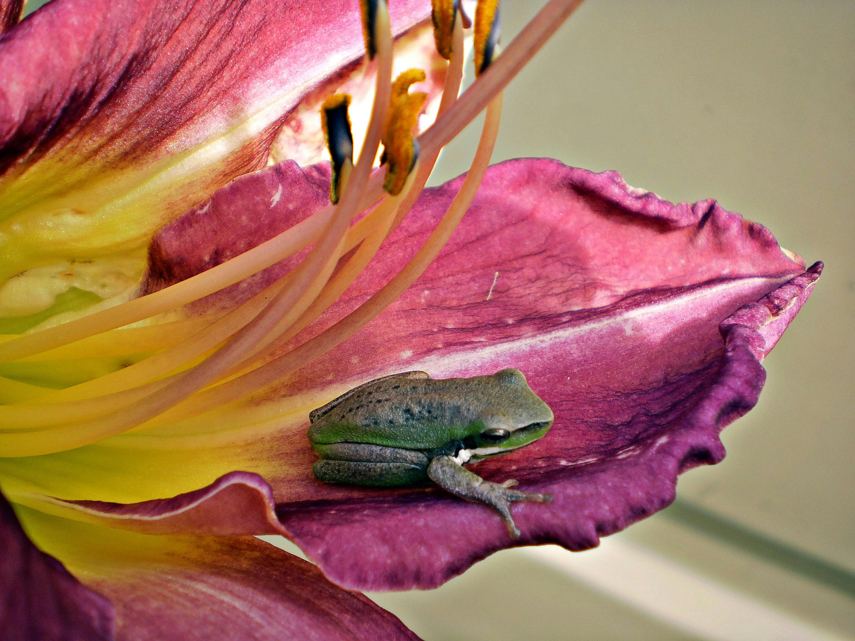 Gratis lagerfoto af Australien, biologi, blomst Lagerfoto