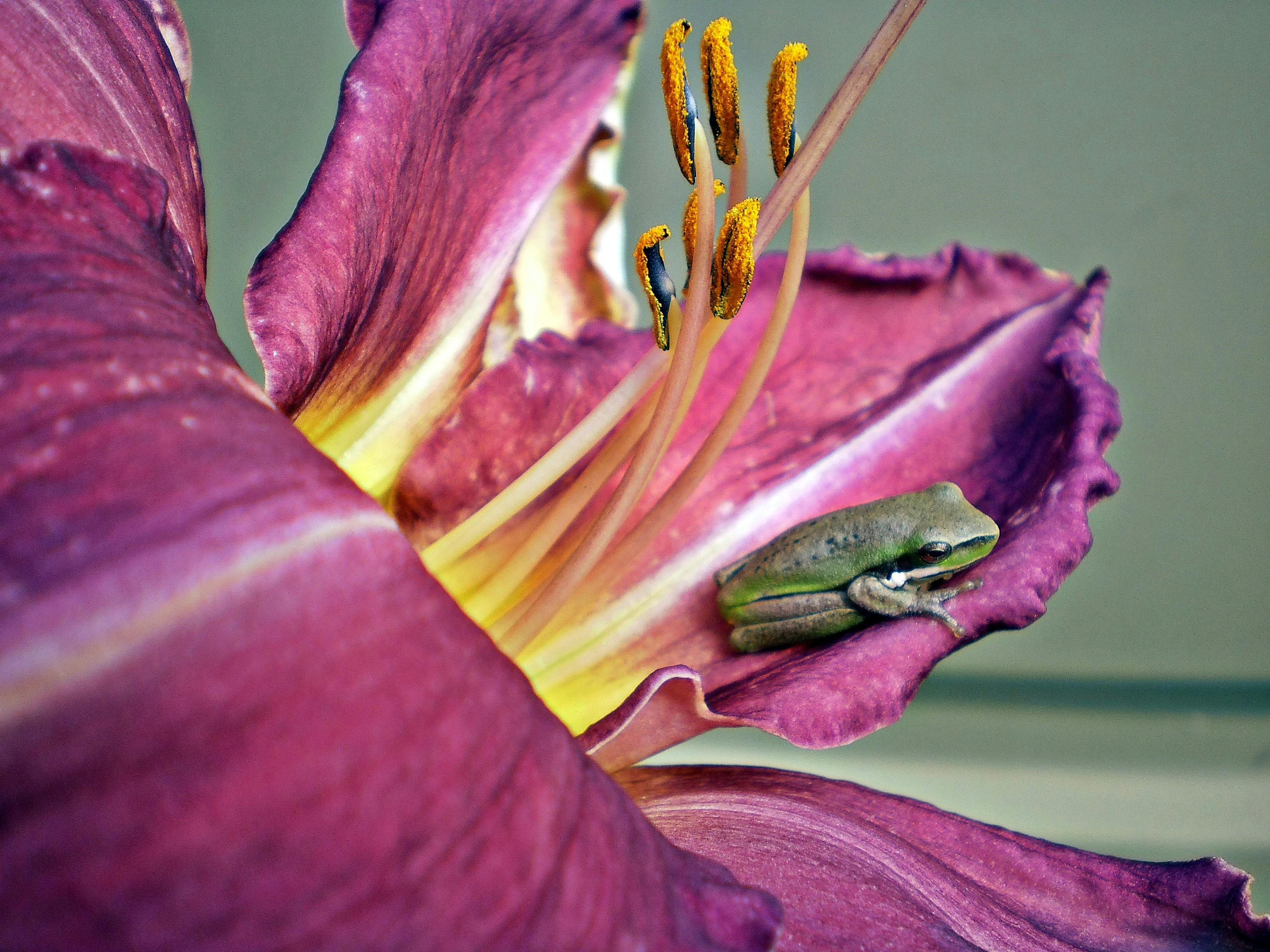Gratuit O mică broască cocoțată pe o floare de crin violet intens în grădina Tenterfield, Australia. Măiestria naturii surprinsă. Fotografie de stoc