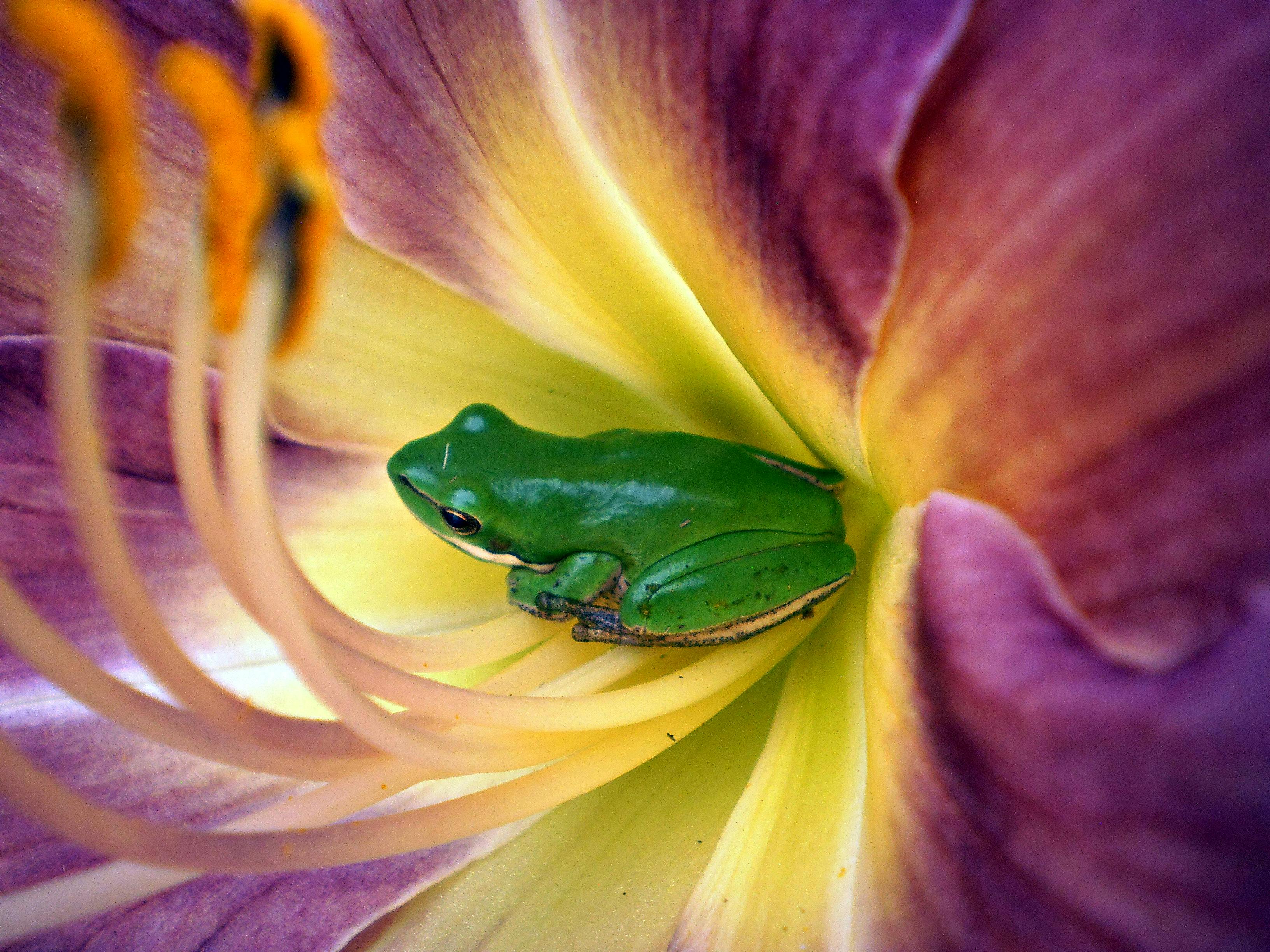 免费 这张微距照片突出了一只翠绿色的青蛙栖息在一朵美丽的萱草花中。 素材图片