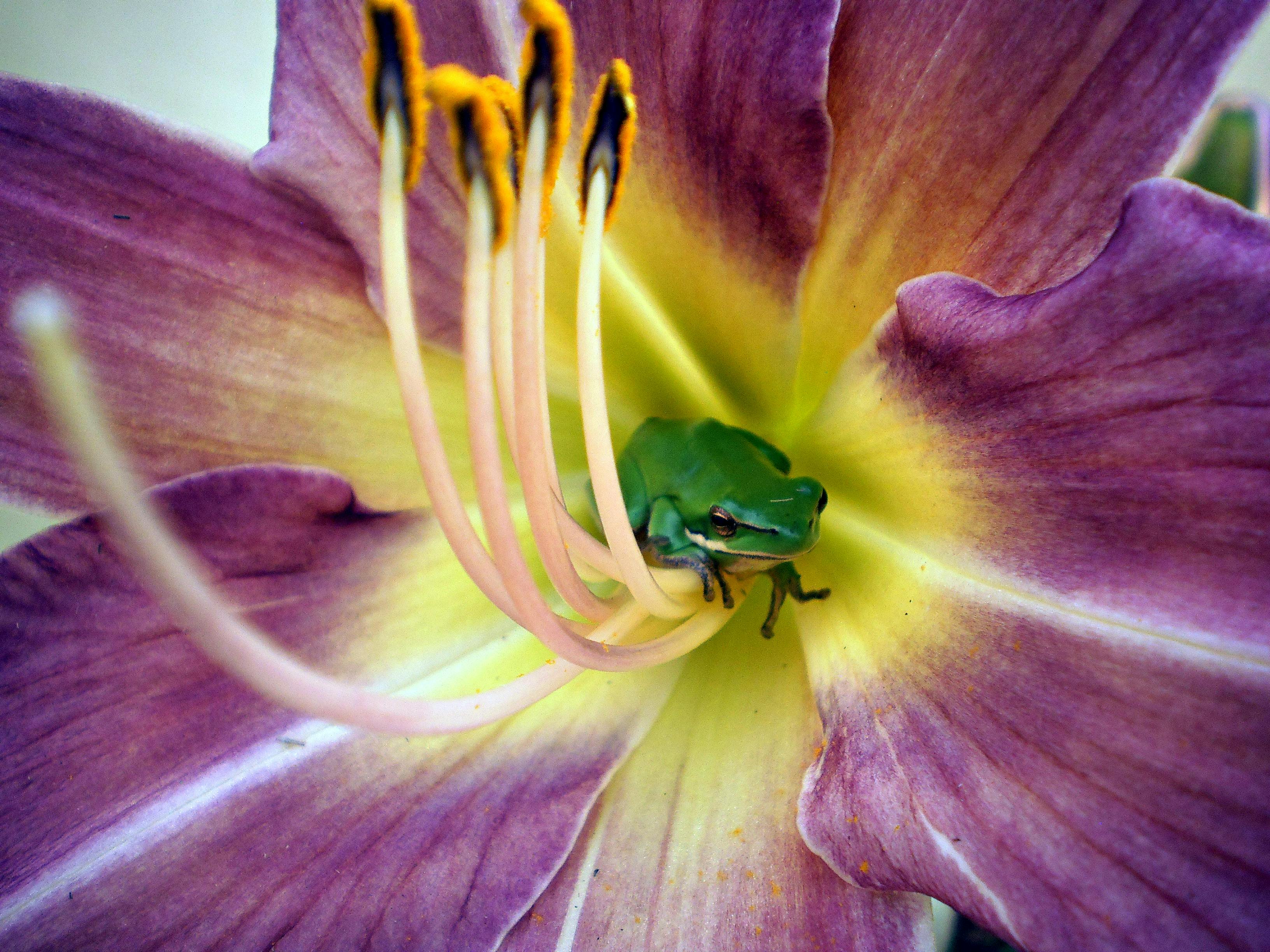 Gratuit Une minuscule grenouille verte perchée à l'intérieur d'une magnifique fleur d'hémérocalle violette à Tenterfield, en Australie. Photos