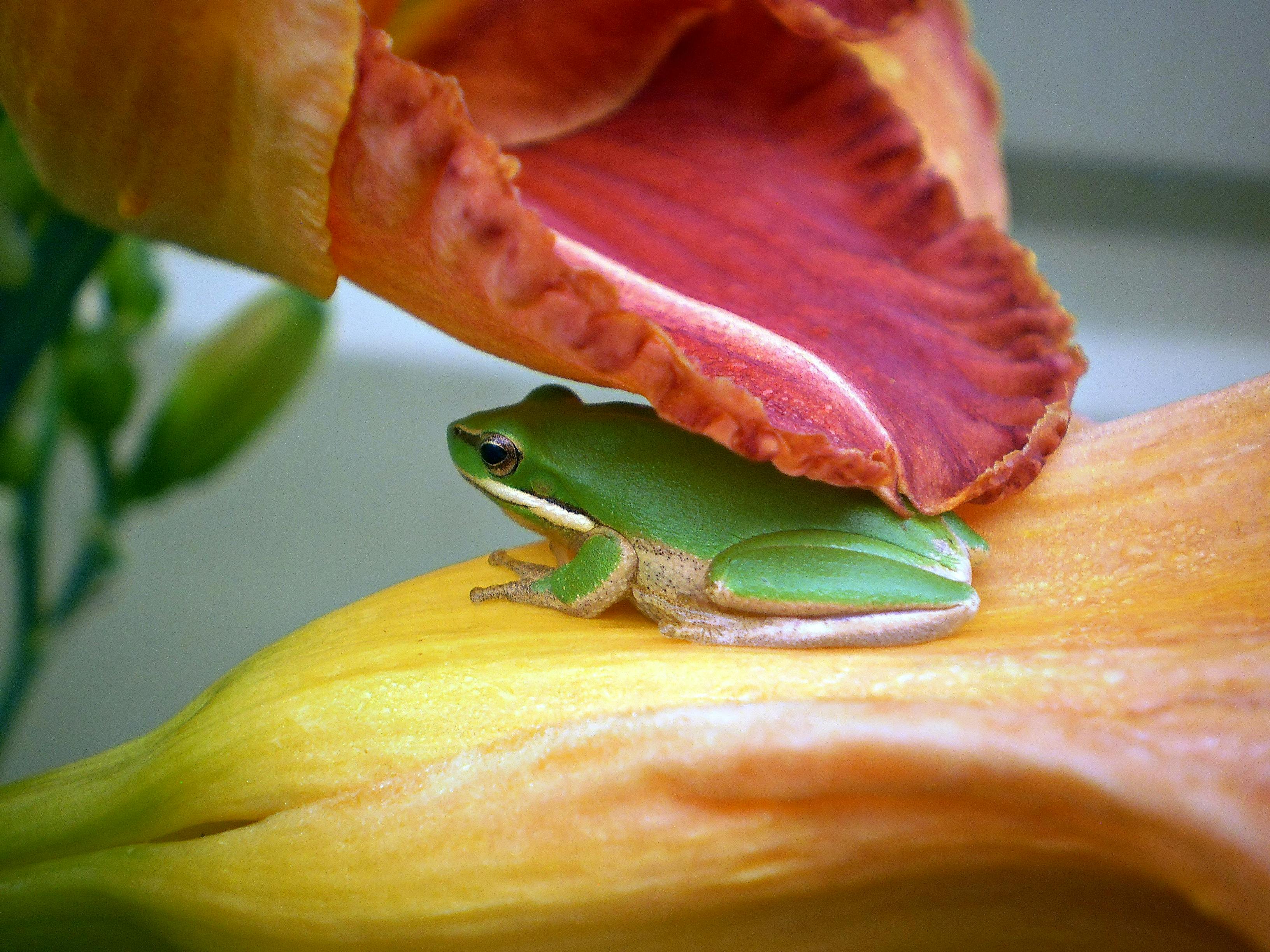 Gratuit O broască verde de copac se odihnește confortabil pe o floare vibrantă de crin de ovăz în Tenterfield, Australia. Fotografie de stoc