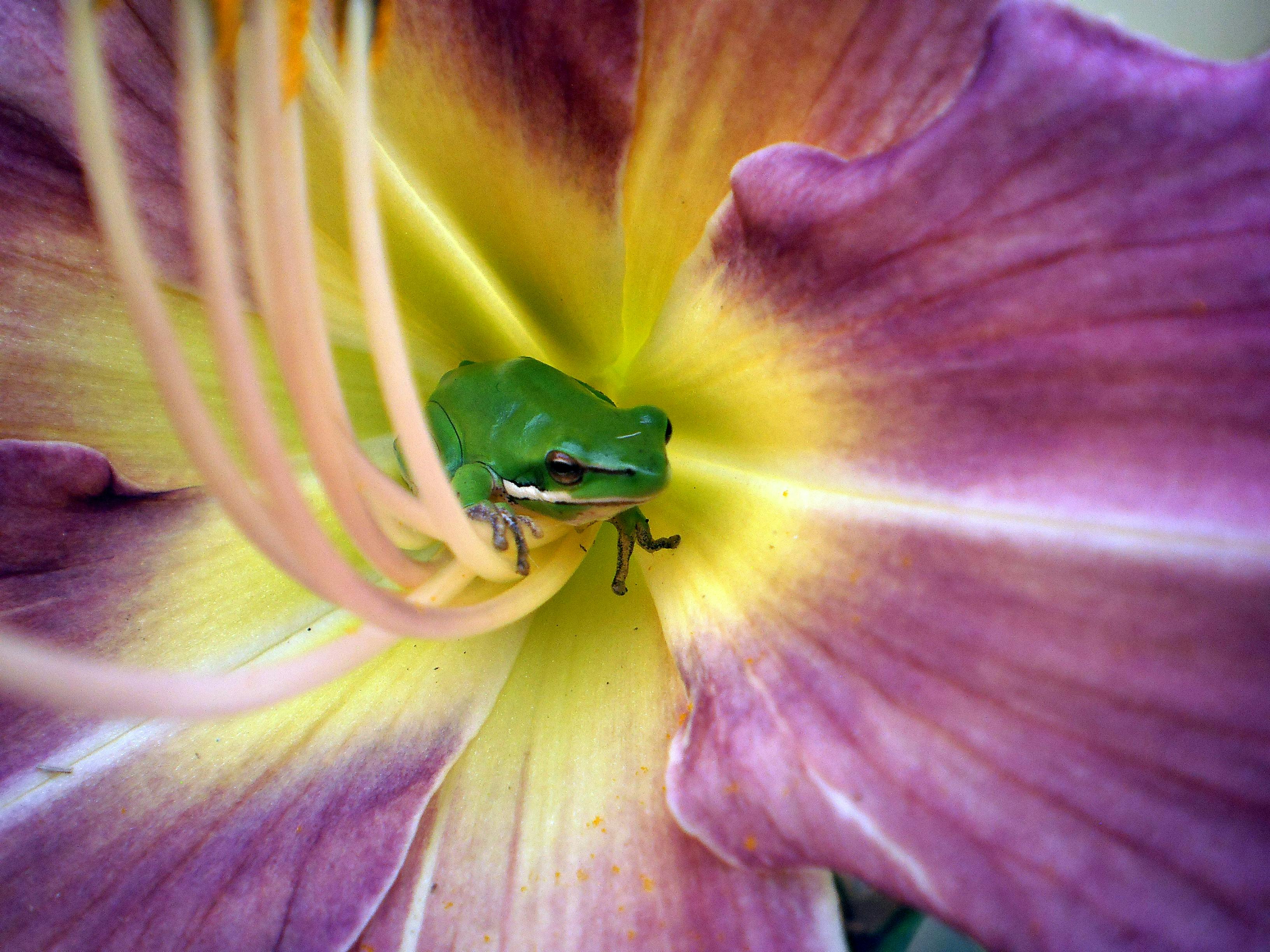 Gratuit Gros plan d'une grenouille verte nichée dans un hémérocalle violet en fleurs, dans un jardin de Tenterfield. Photos