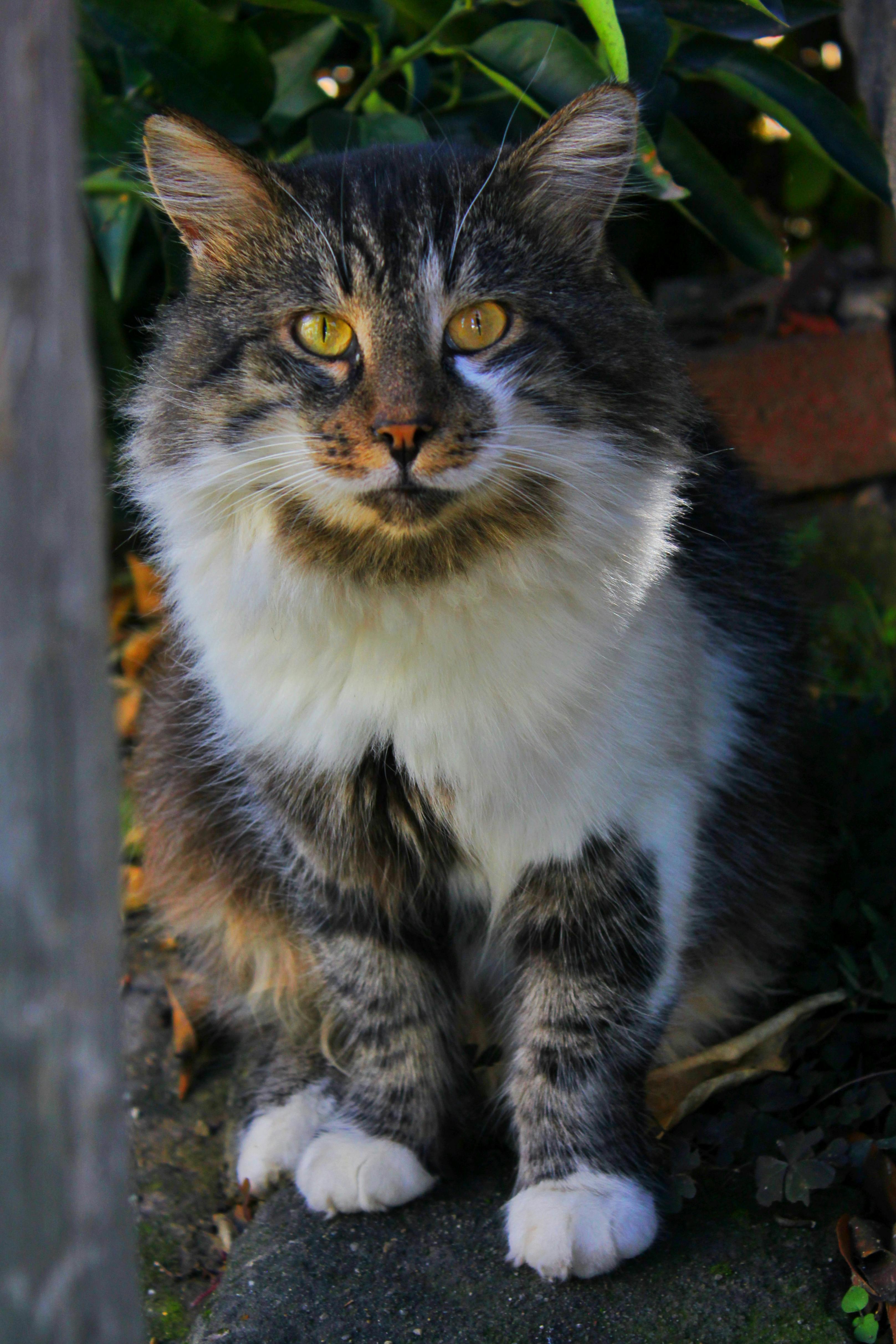Gratuit Chat gris et blanc duveteux au regard intense dans un jardin d'Istanbul. Photos