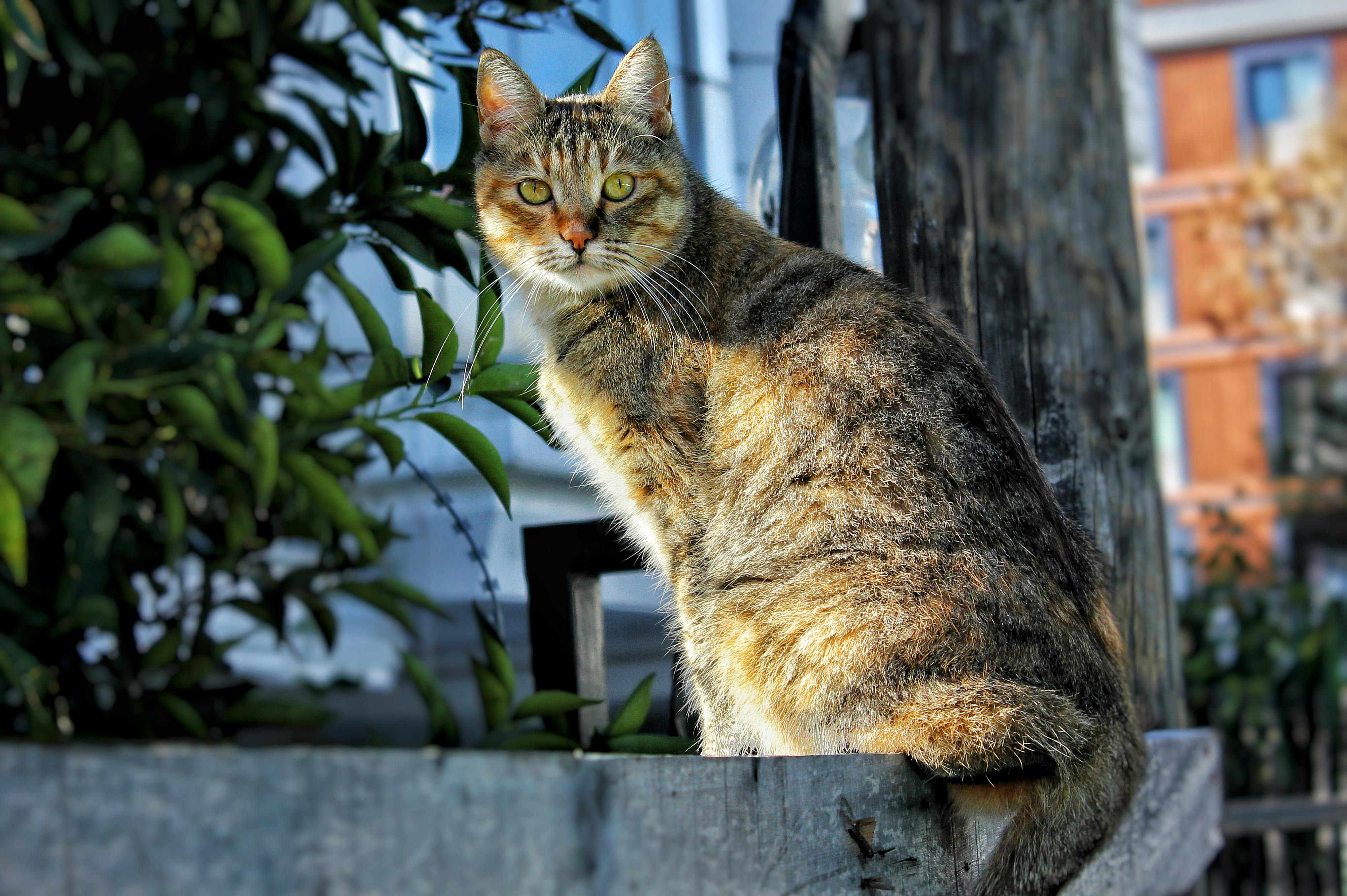 grátis Um gato malhado está sentado em uma cerca em Istambul, cercado por vegetação e arquitetura urbana. Foto profissional